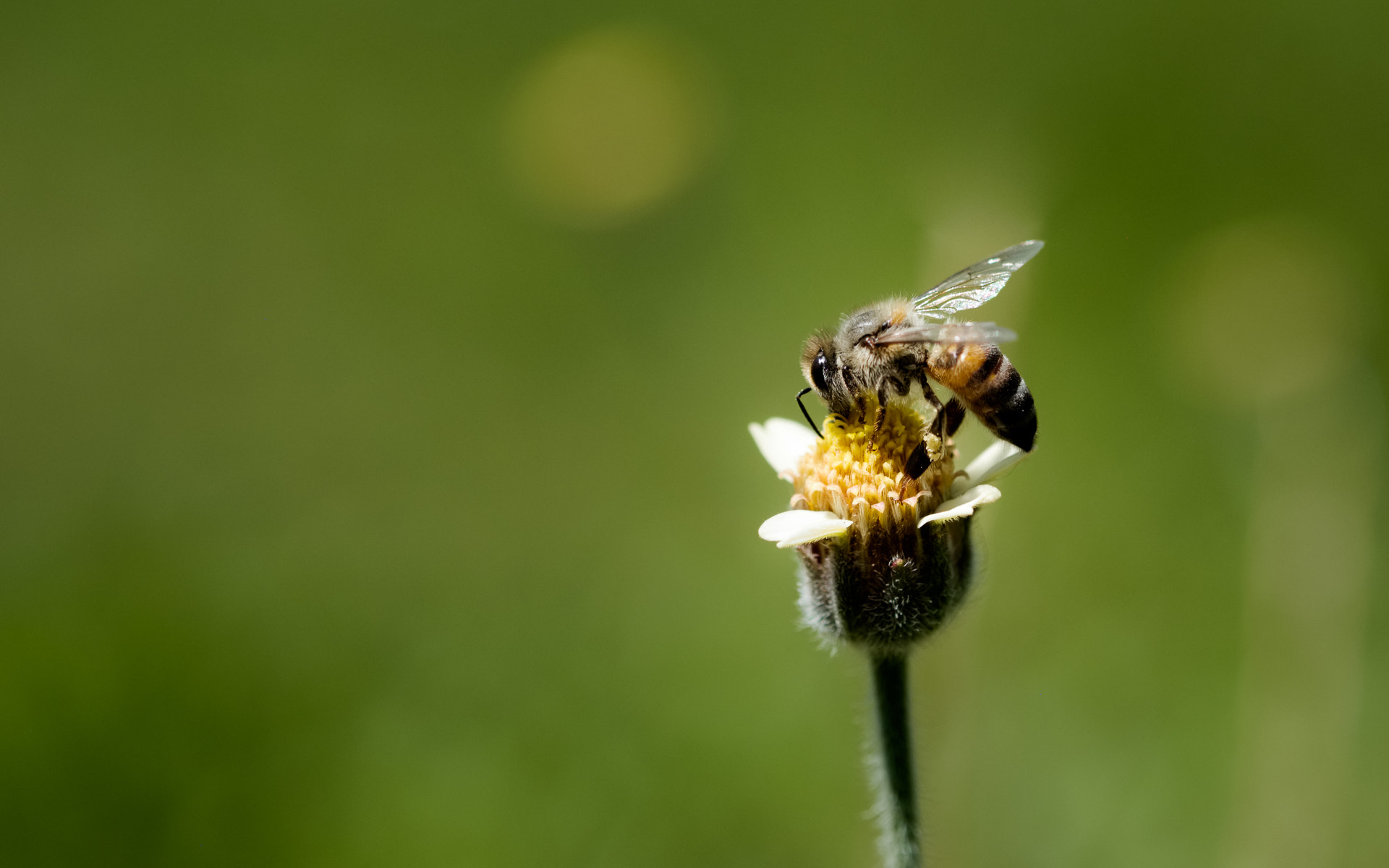 Fujifilm X-E2 sample photo. Alone bee.jpg photography