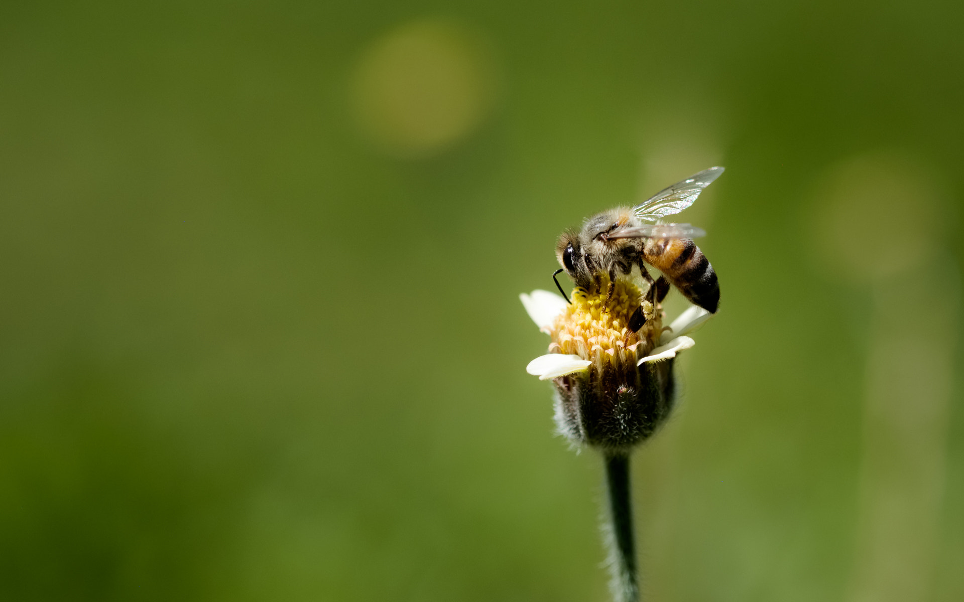 Fujifilm X-E2 + Fujifilm XF 60mm F2.4 R Macro sample photo. Alone bee.jpg photography