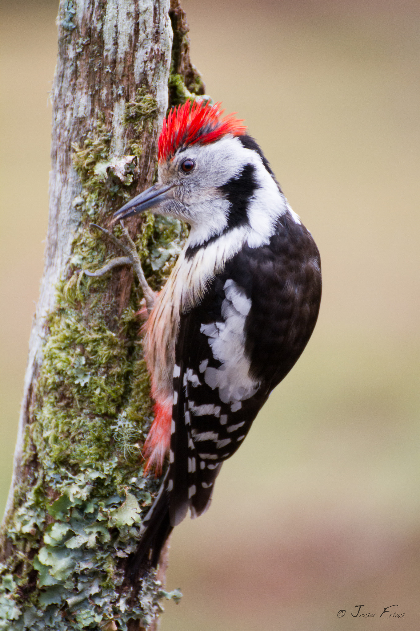 Tamron SP 35mm F1.8 Di VC USD sample photo. Middle spotted woodpecker - pico mediano photography