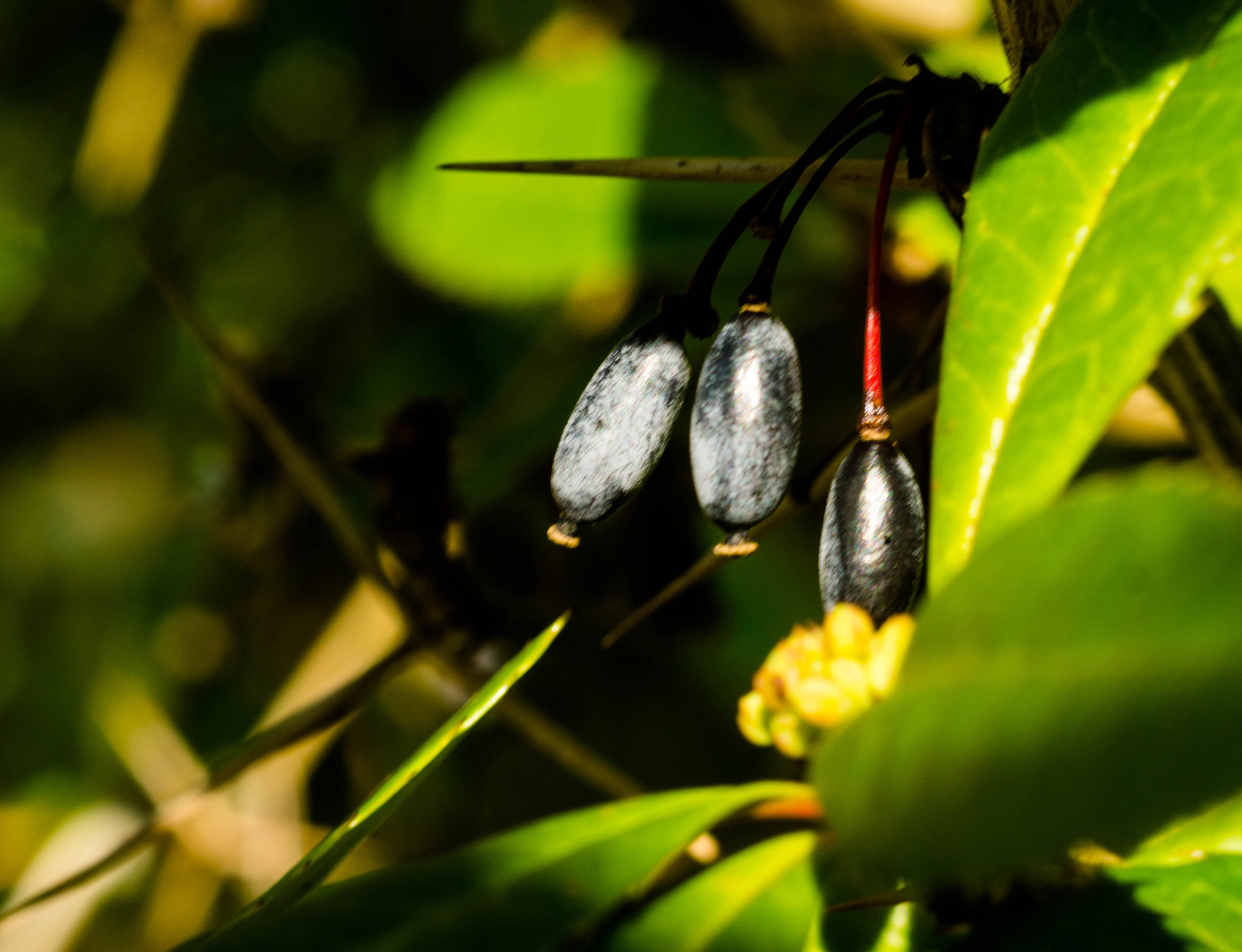 Sony a6000 sample photo. Ellipsoid oder bömbchen photography