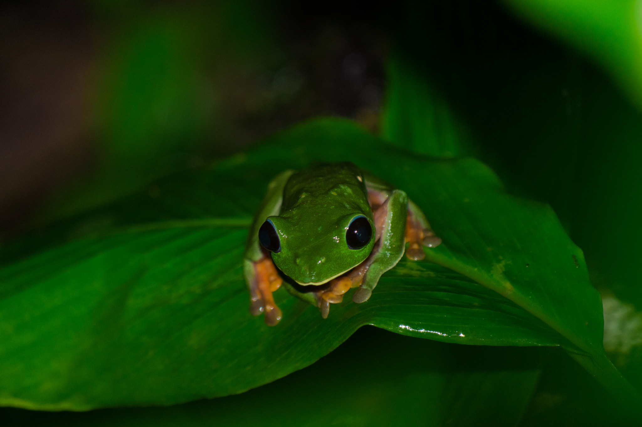 Nikon D3300 sample photo. Emerald frog photography