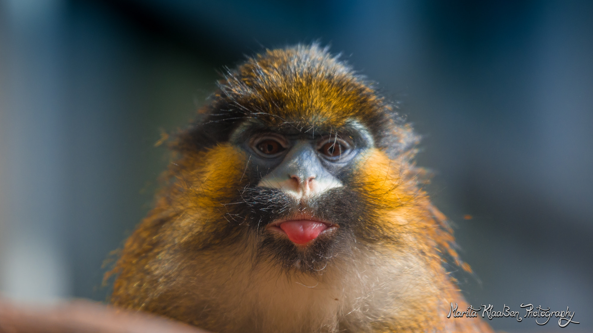 Tamron SP 70-200mm F2.8 Di VC USD sample photo. Monkey photography