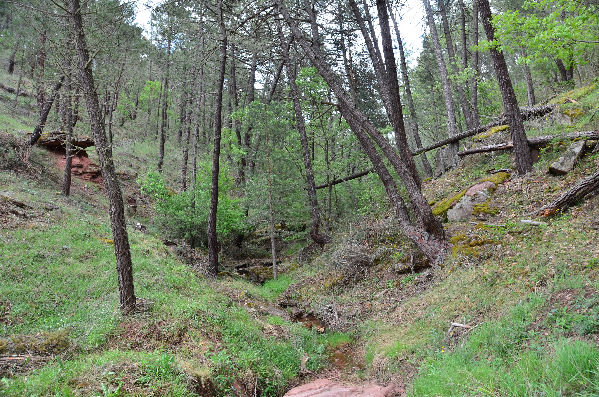 Sigma 18-200mm F3.5-6.3 II DC OS HSM sample photo. Bosque verdisimo photography