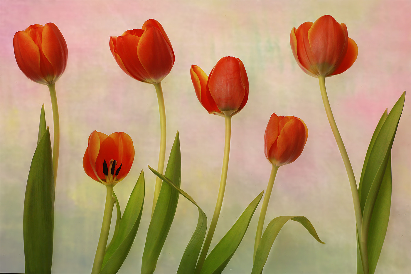 Canon EOS 6D sample photo. Tulips photography