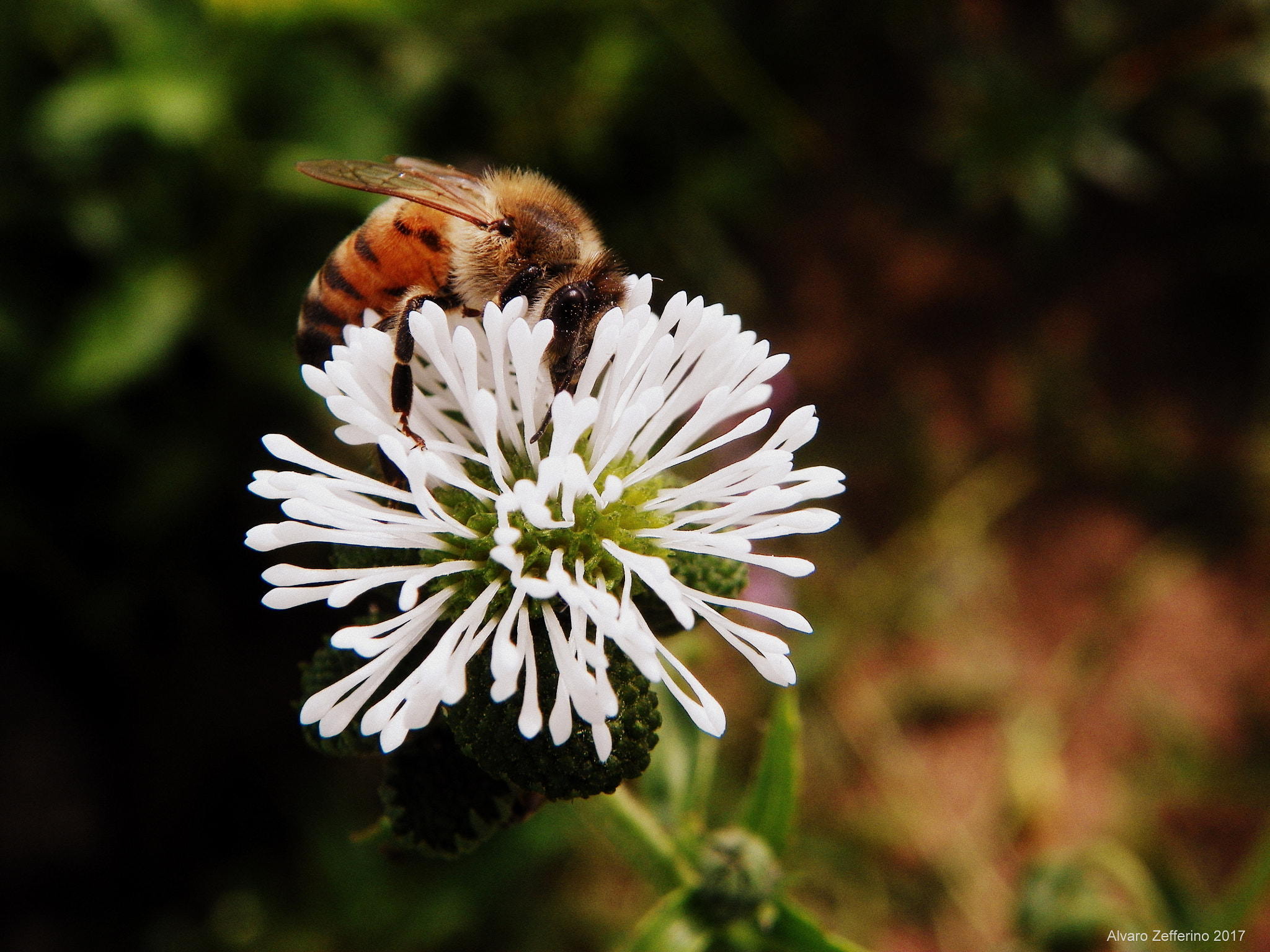 Kodak EasyShare Z981 sample photo. Abeja y flor photography