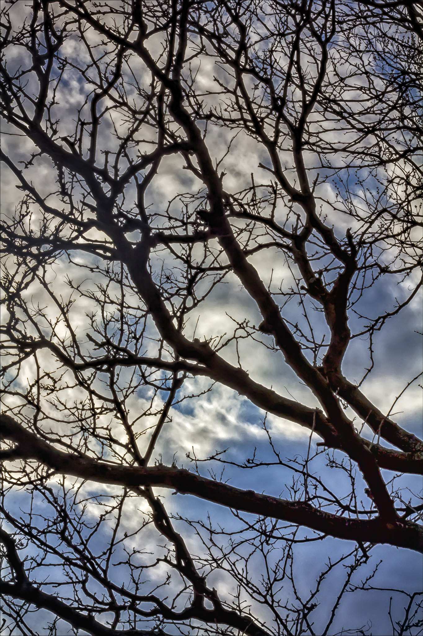 Canon EF 100mm F2.8 Macro USM sample photo. Trees sky and clouds photography