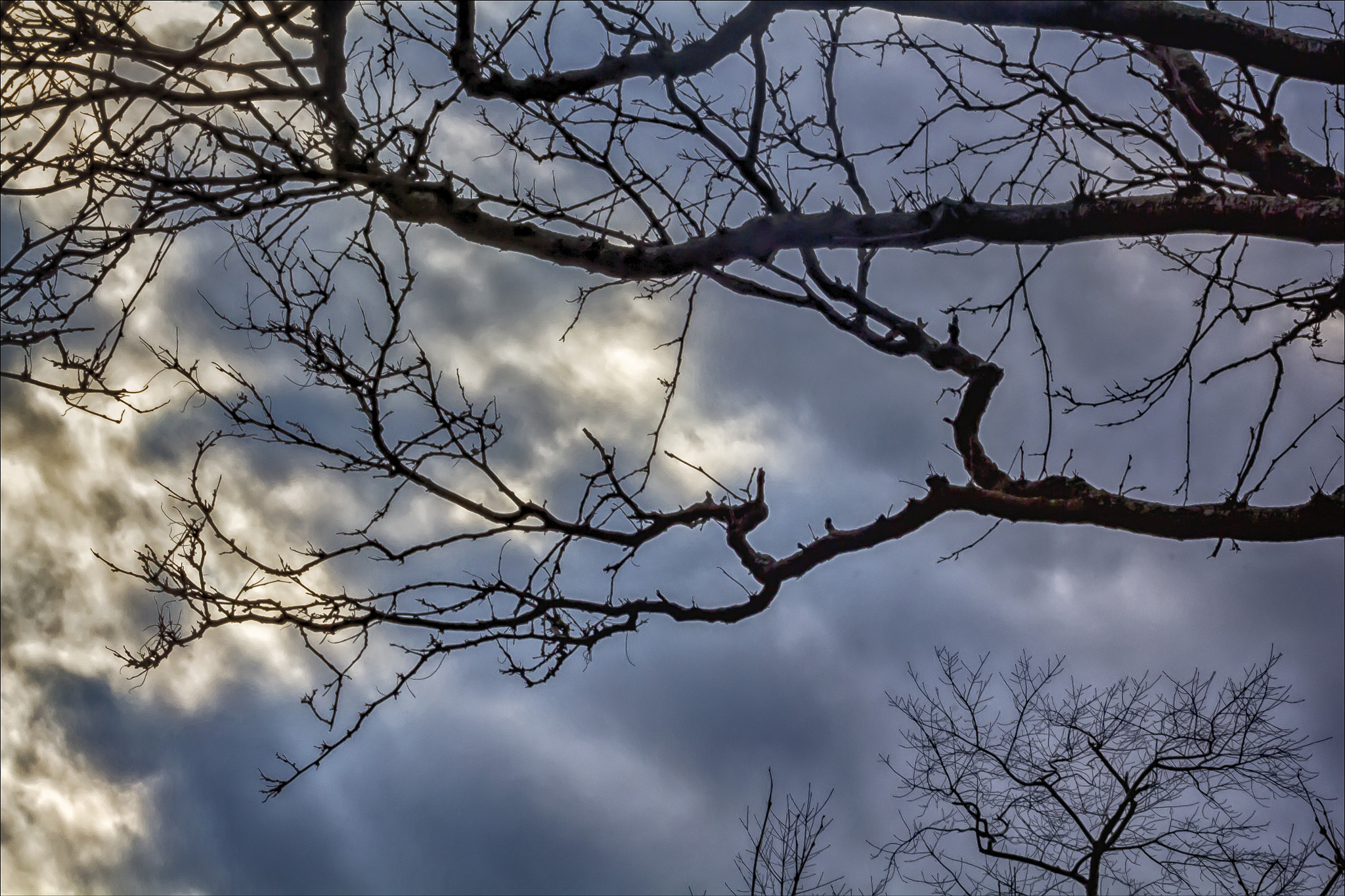 Canon EOS 60D sample photo. Trees sky and clouds photography