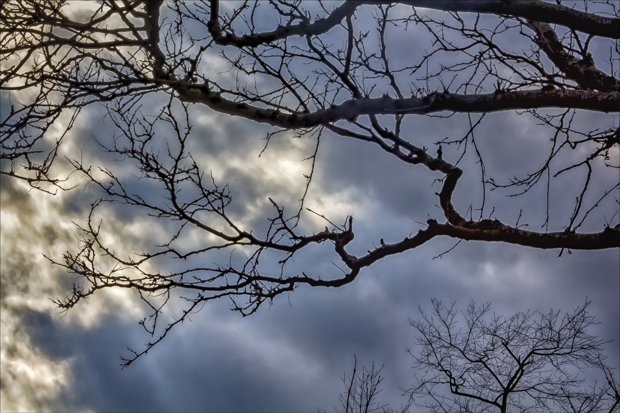 Canon EF 100mm F2.8 Macro USM sample photo. Trees sky and clouds photography