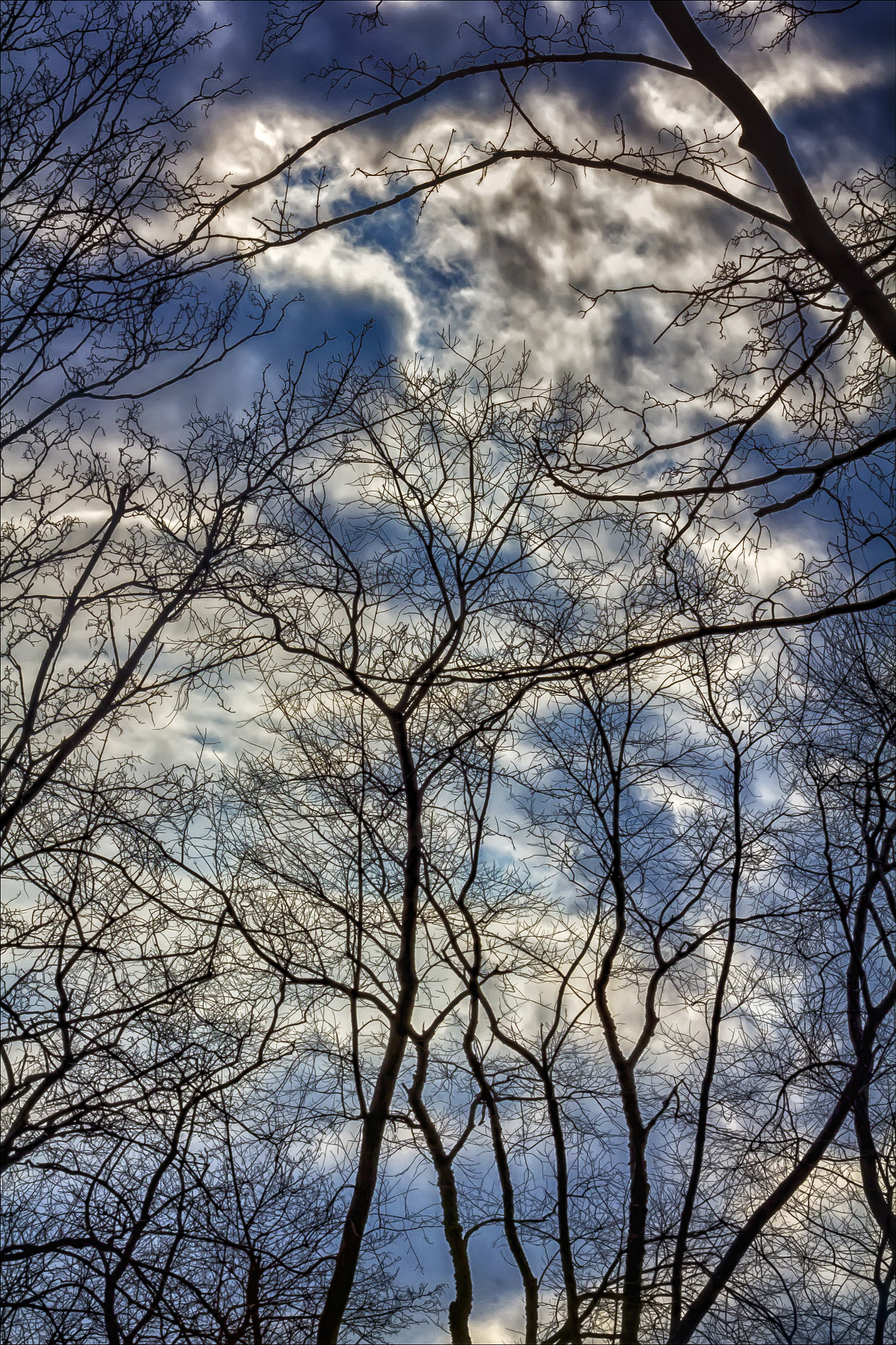 Canon EF 100mm F2.8 Macro USM sample photo. Trees sky and clouds photography