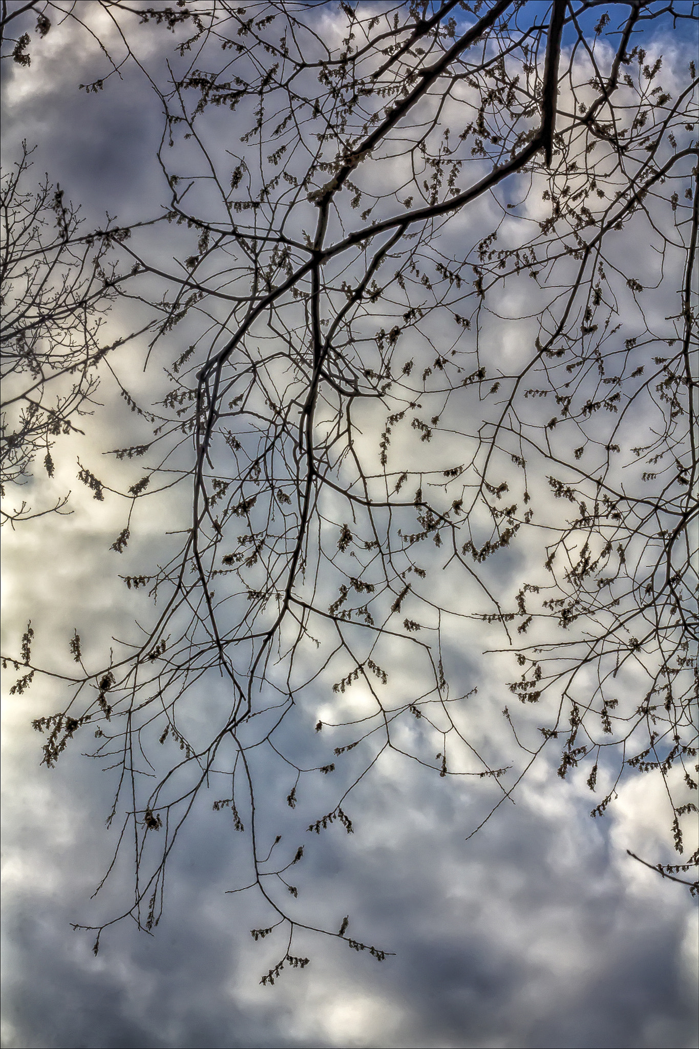Canon EF 100mm F2.8 Macro USM sample photo. Trees sky and clouds photography
