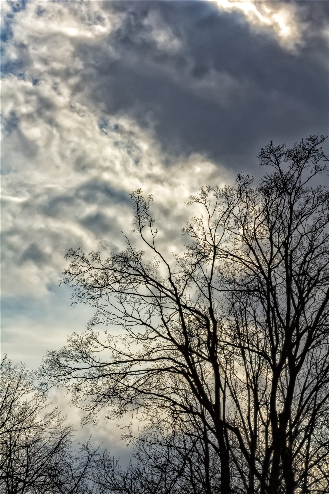 Canon EF 100mm F2.8 Macro USM sample photo. Trees sky and clouds photography