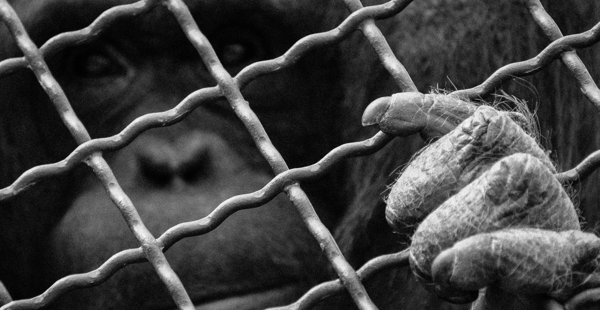 Nikon D5000 sample photo. Orangutan in captivity photography