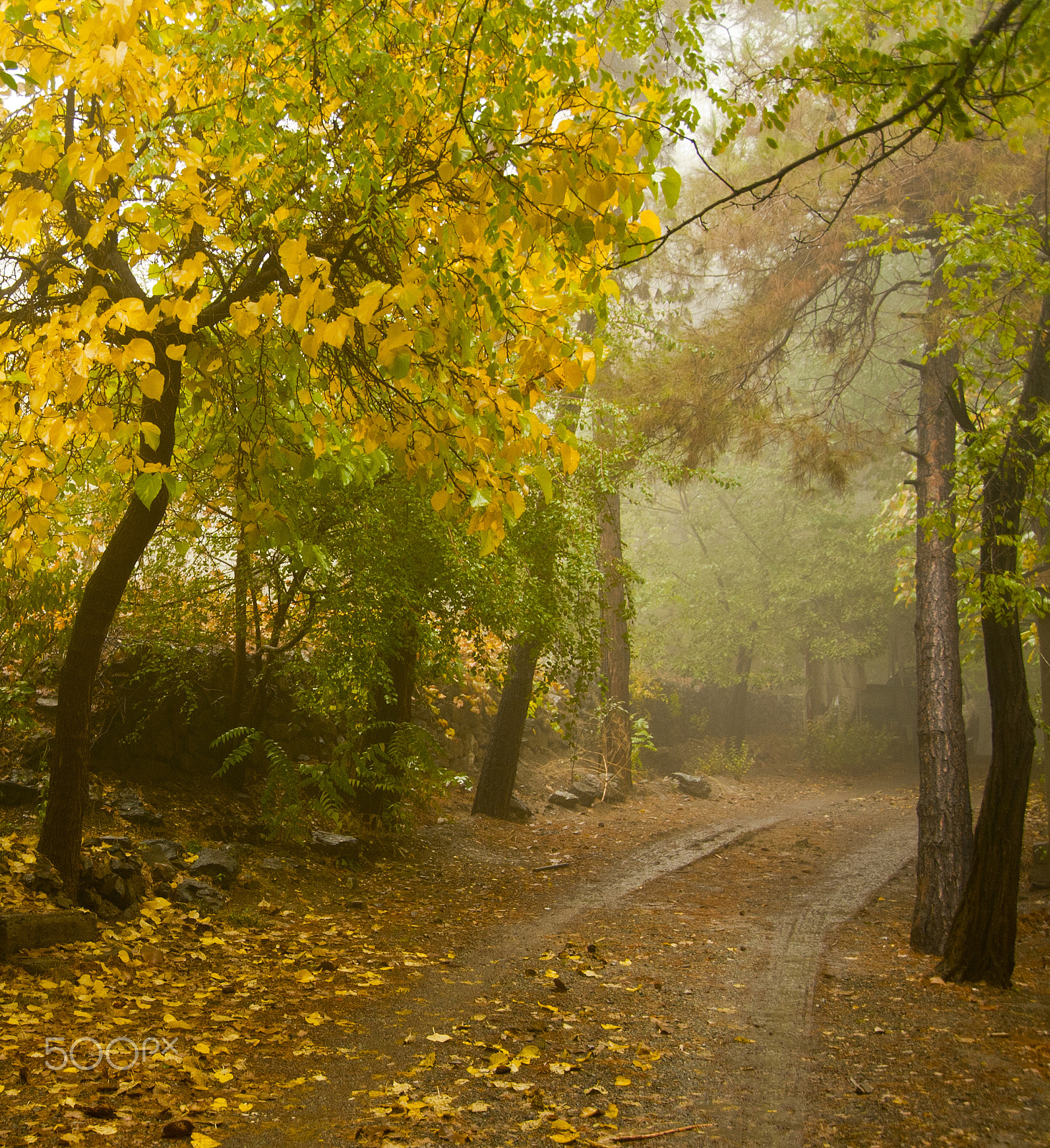Nikon D3 sample photo. Fog in shemiran photography