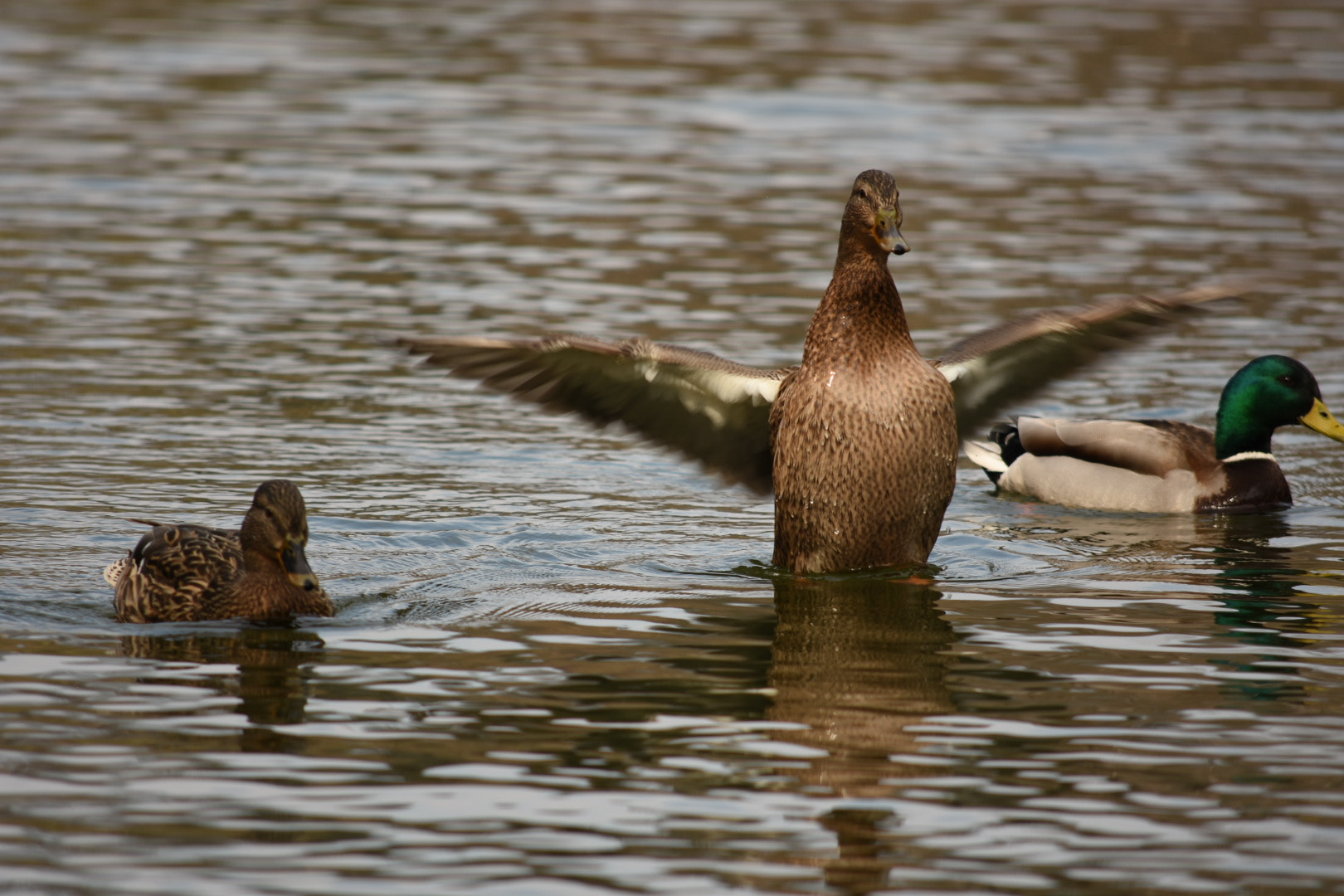 Nikon D7200 sample photo
