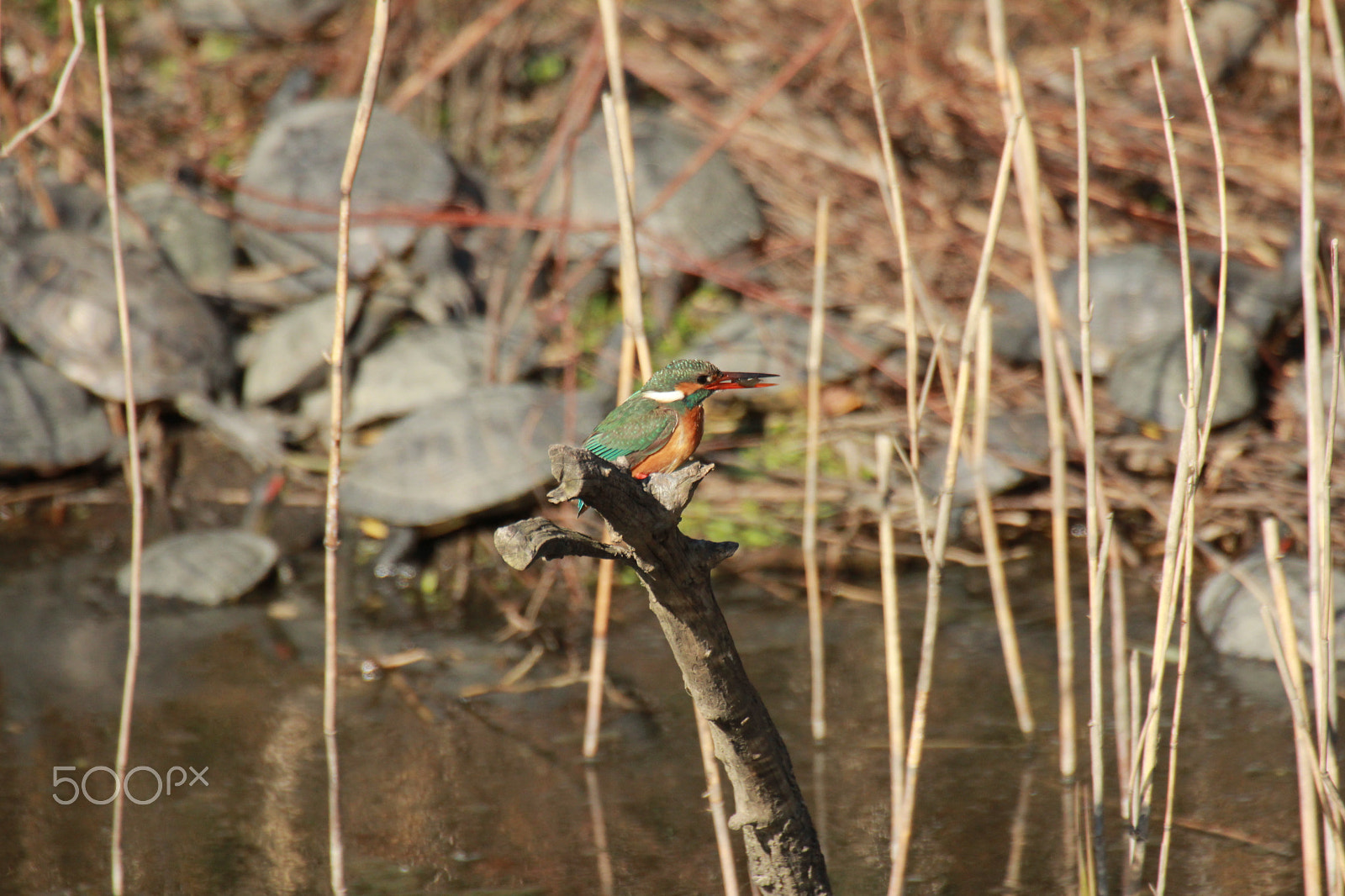 Canon EOS 60D sample photo. Meal time photography