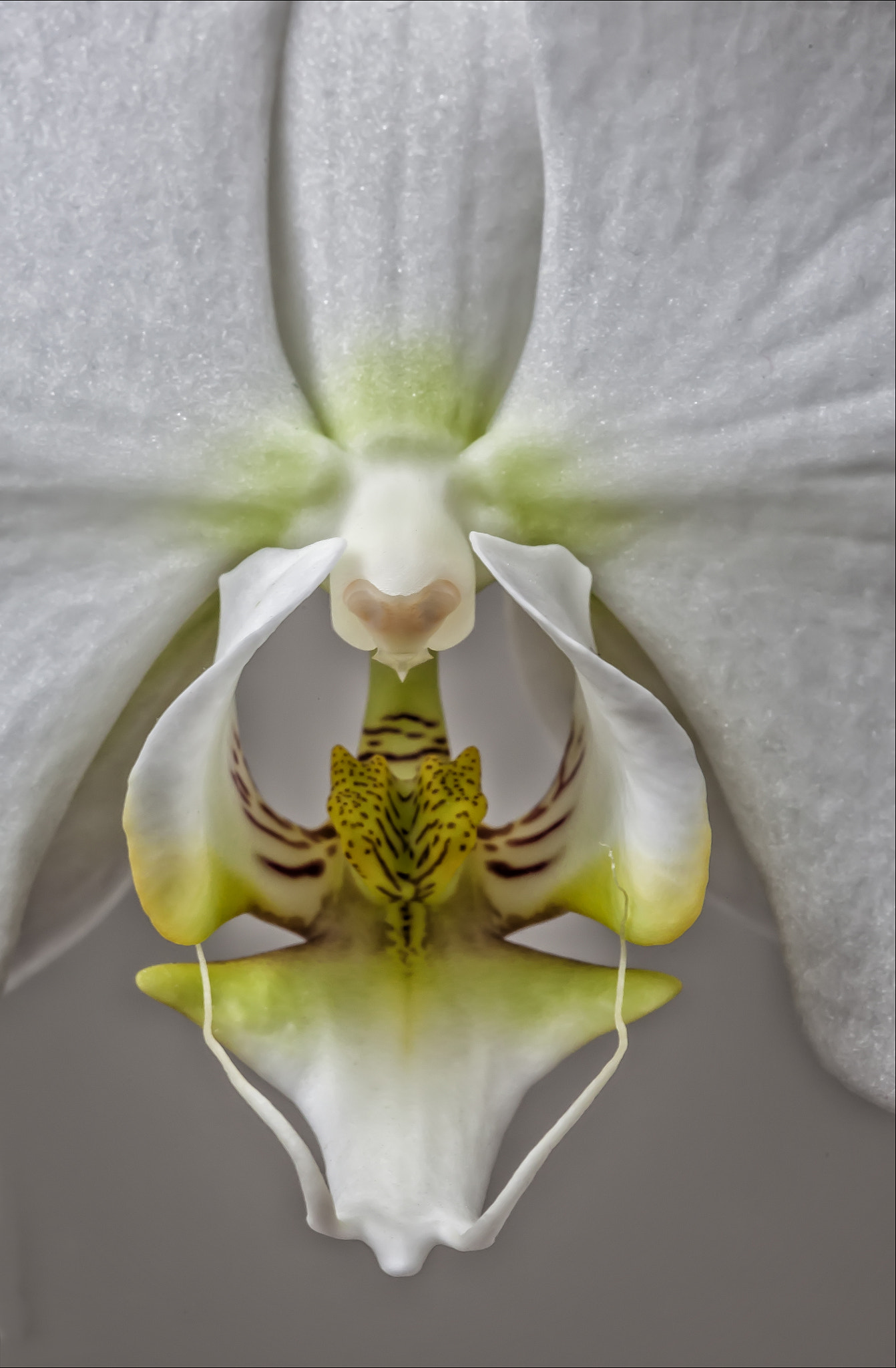 Canon EOS 5D Mark II sample photo. White orchid photography