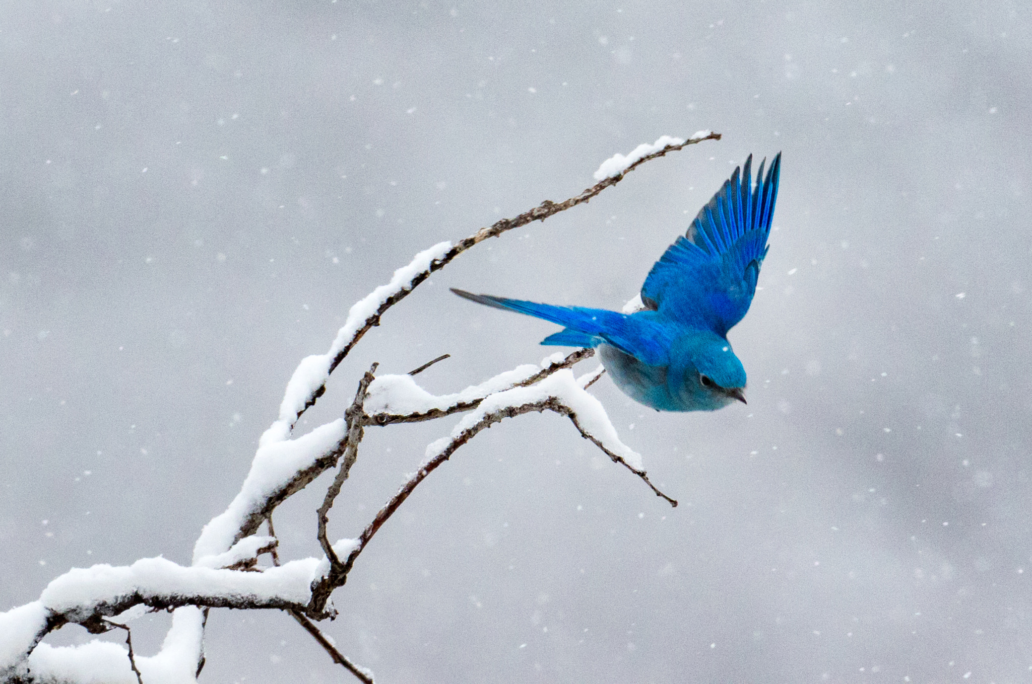 Canon EOS 7D Mark II + Canon EF 500mm F4L IS USM sample photo. Mountain bluebird flight photography