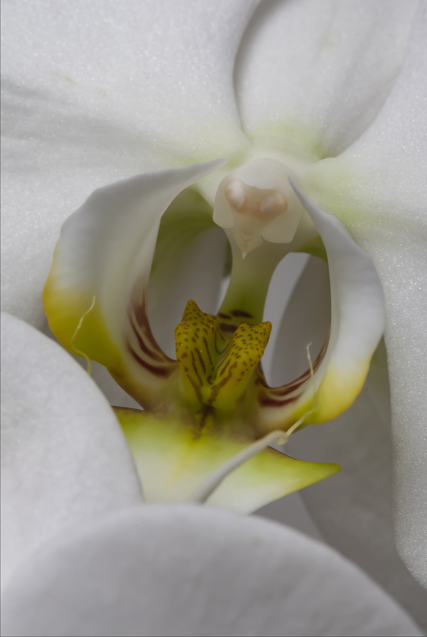 Canon EOS 5D Mark II sample photo. White orchid photography