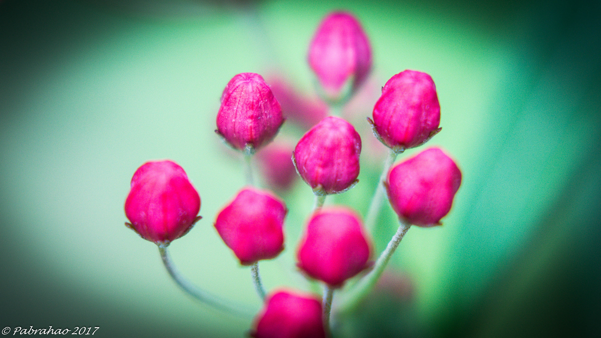 Sony 100mm F2.8 Macro sample photo. Sweet pink. photography