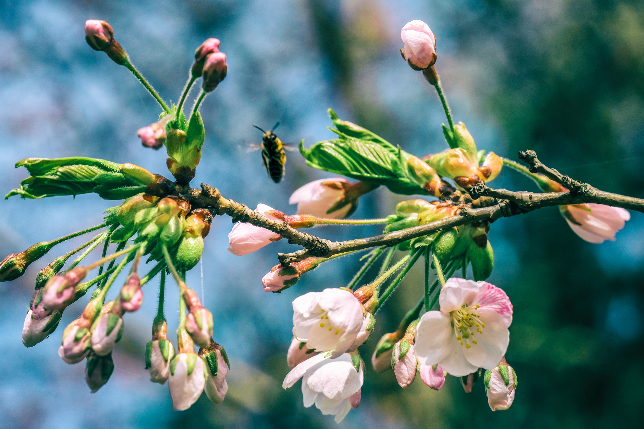Fujifilm X-T2 + Fujifilm XF 90mm F2 R LM WR sample photo. Dance like a bee photography
