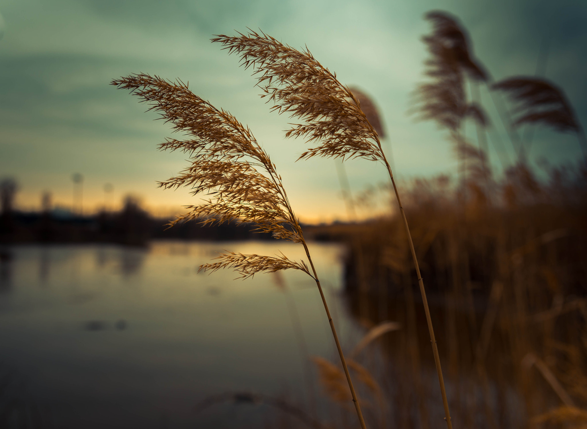 Nikon D750 + Sigma 24-70mm F2.8 EX DG HSM sample photo. Twilight in the marsh  photography