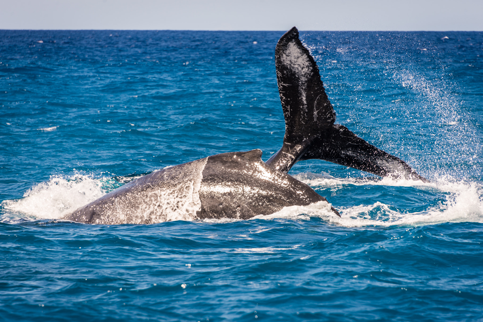 Nikon D600 sample photo. Whale watching photography