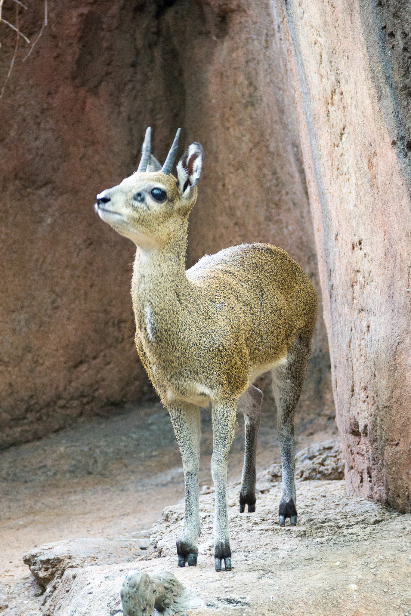 Canon EOS 550D (EOS Rebel T2i / EOS Kiss X4) sample photo. Klipspringer photography