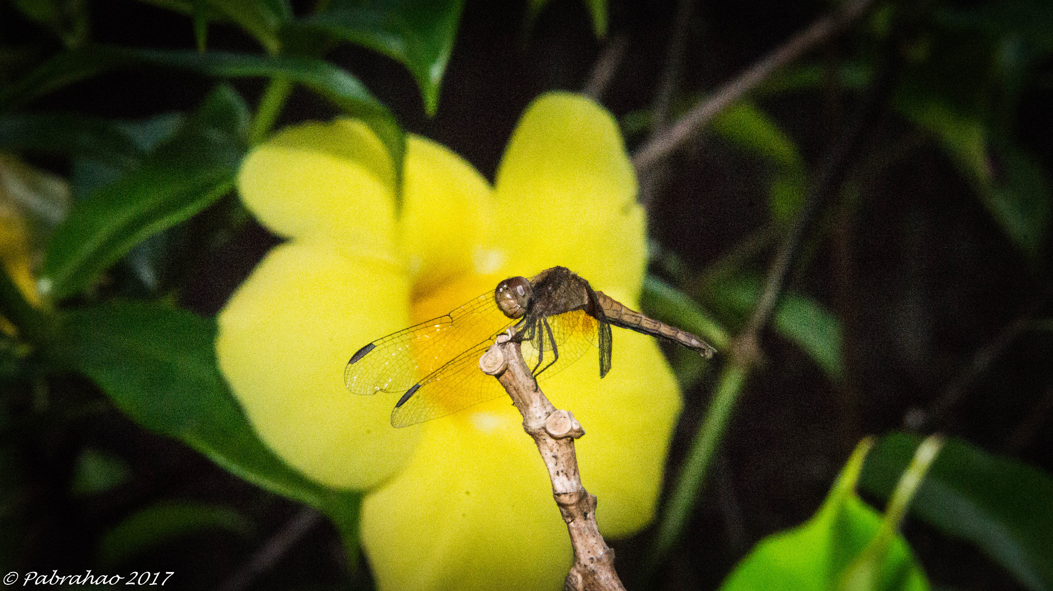 Sony SLT-A57 sample photo. Dragonfly and its flower. photography