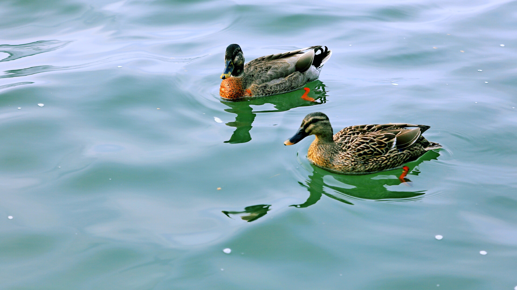 Canon EOS 5DS R sample photo