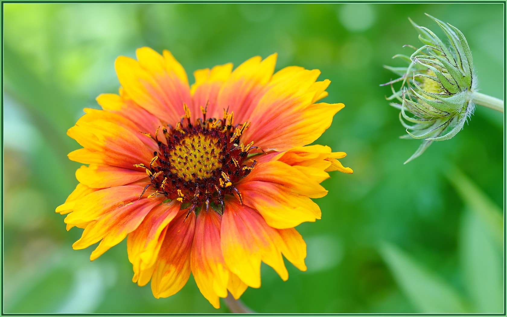 Sigma 105mm F2.8 EX DG OS HSM sample photo. Spring is multi-color photography