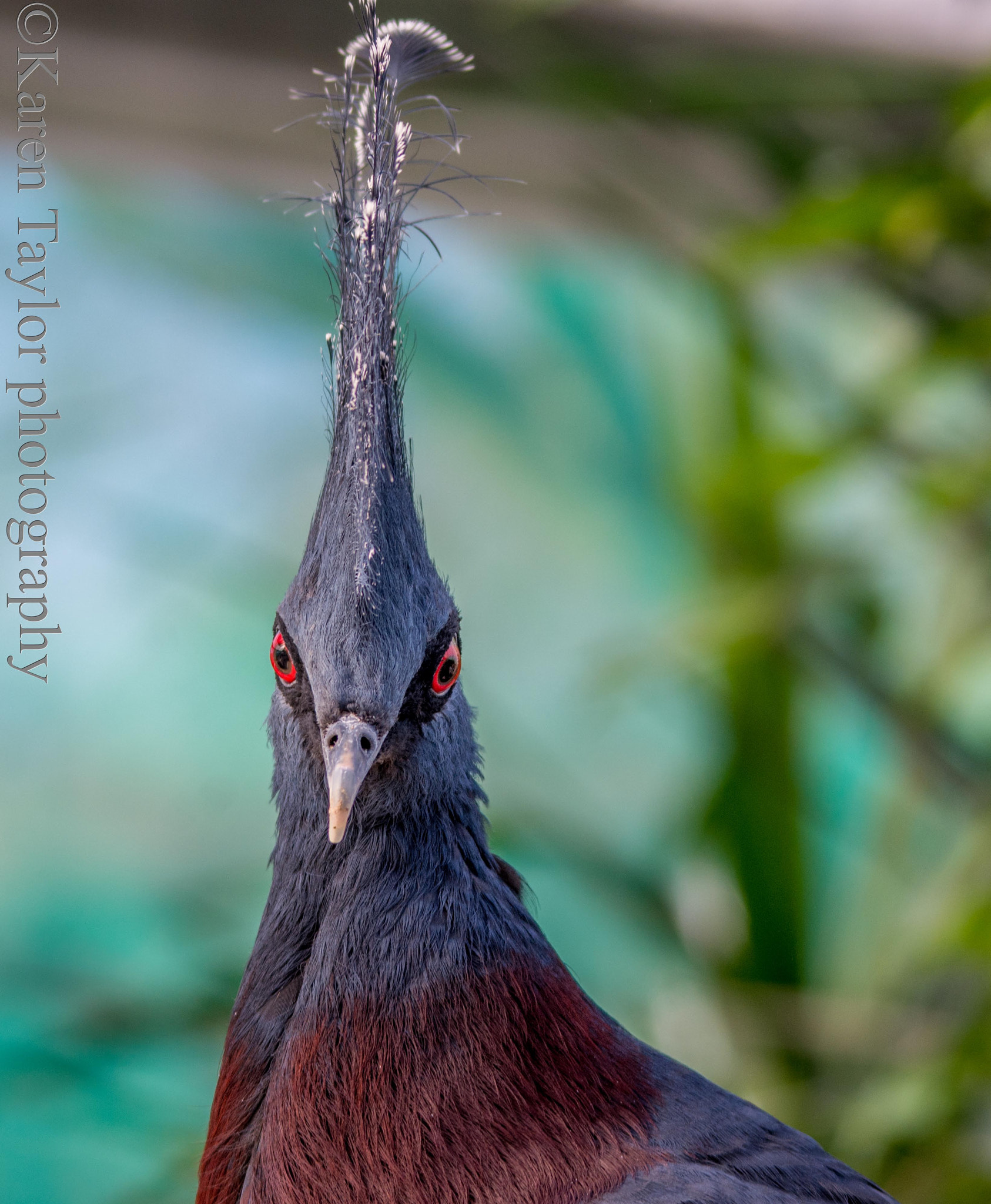 Sigma 150-500mm F5-6.3 DG OS HSM sample photo. Crowned pigeon photography