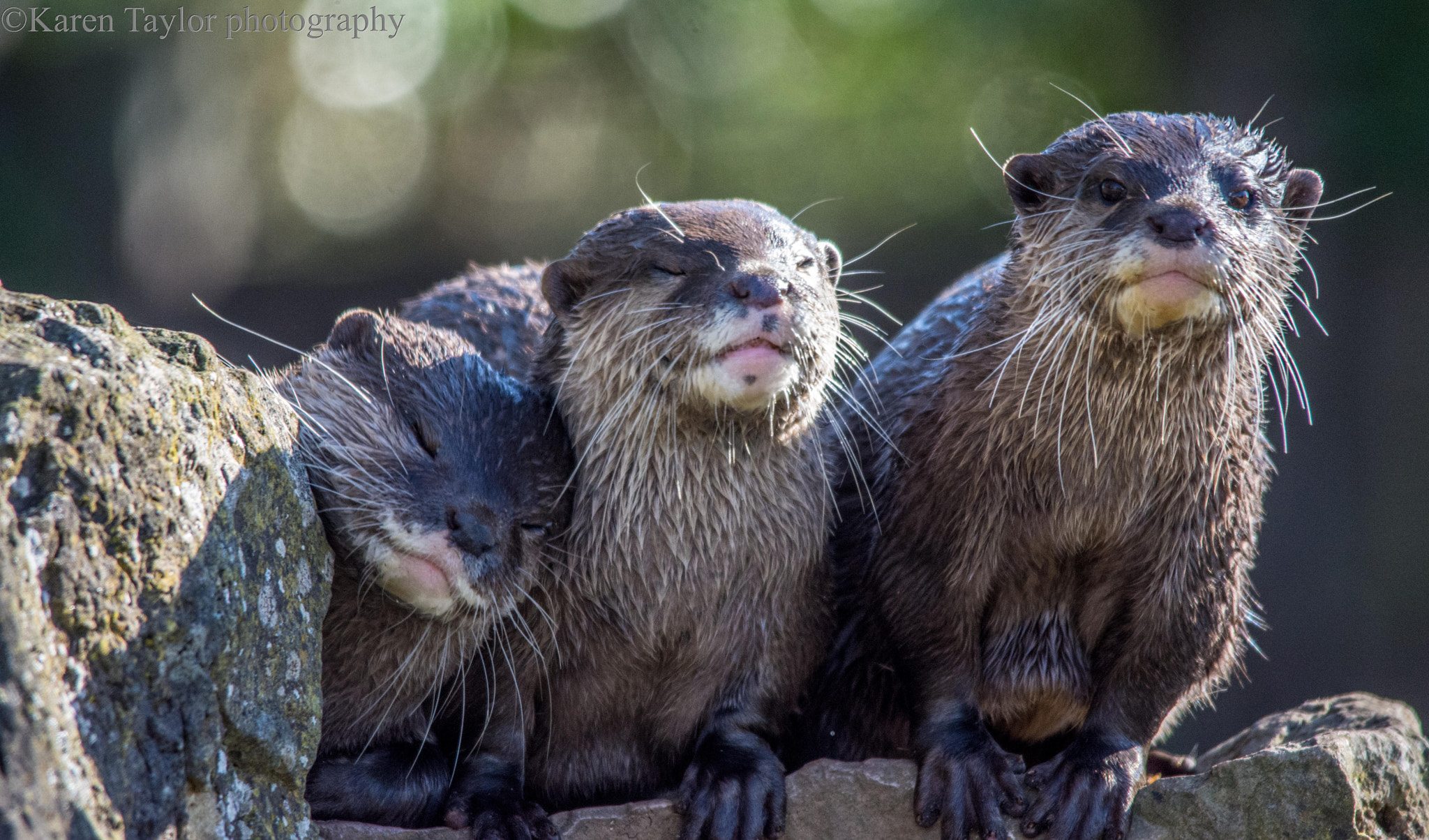 Sigma 150-500mm F5-6.3 DG OS HSM sample photo. Smile photography