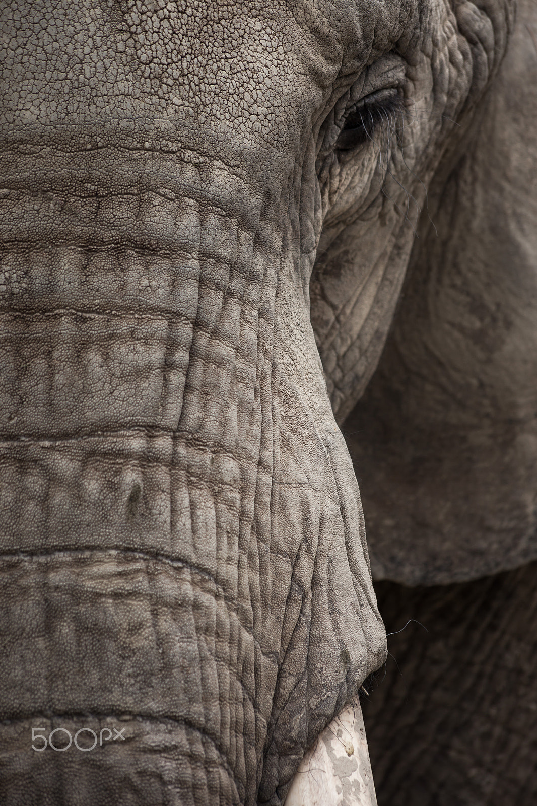 Canon EF 70-300mm F4-5.6 IS USM sample photo. Elephant photography