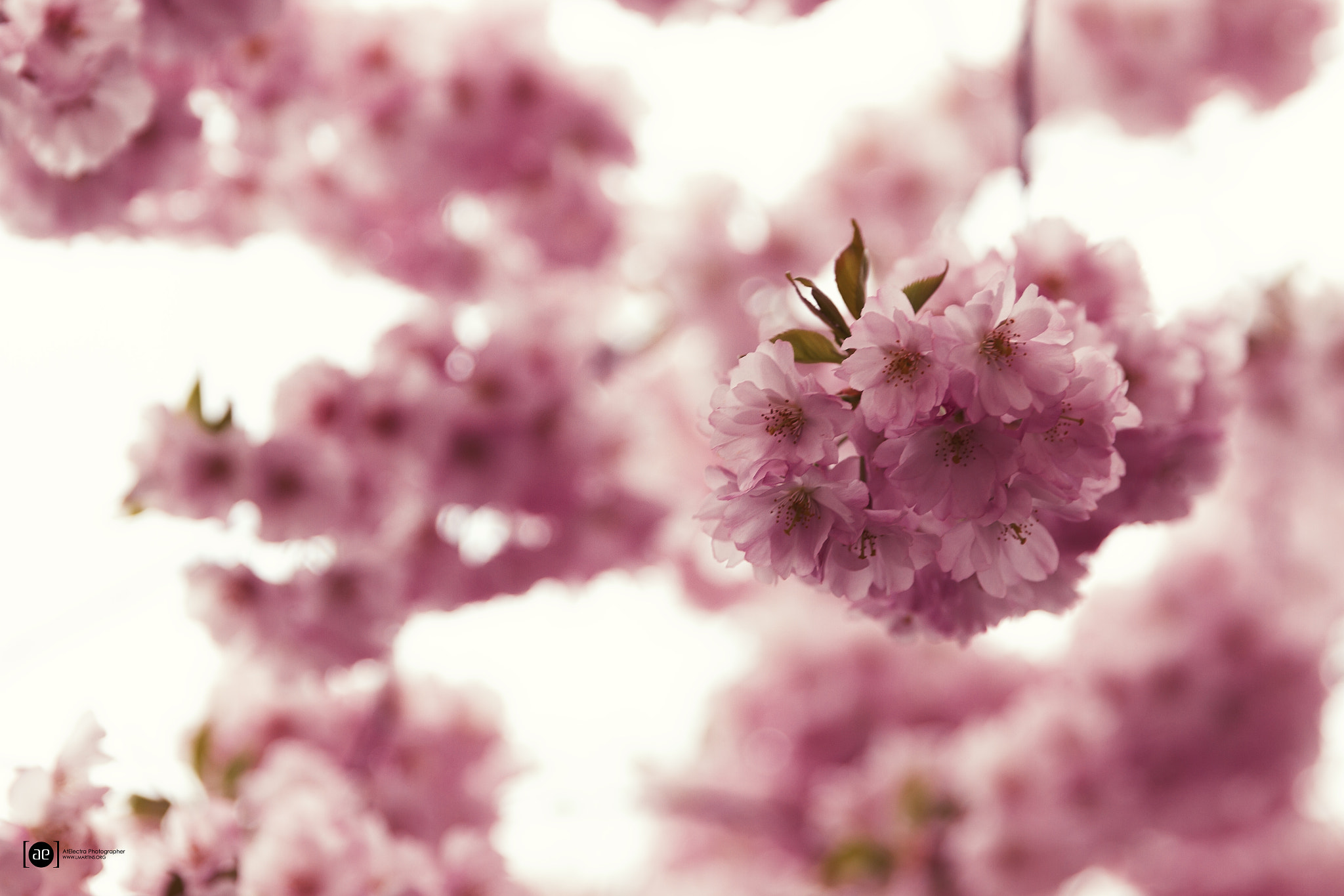 Canon EOS 7D sample photo. Flower cherry photography