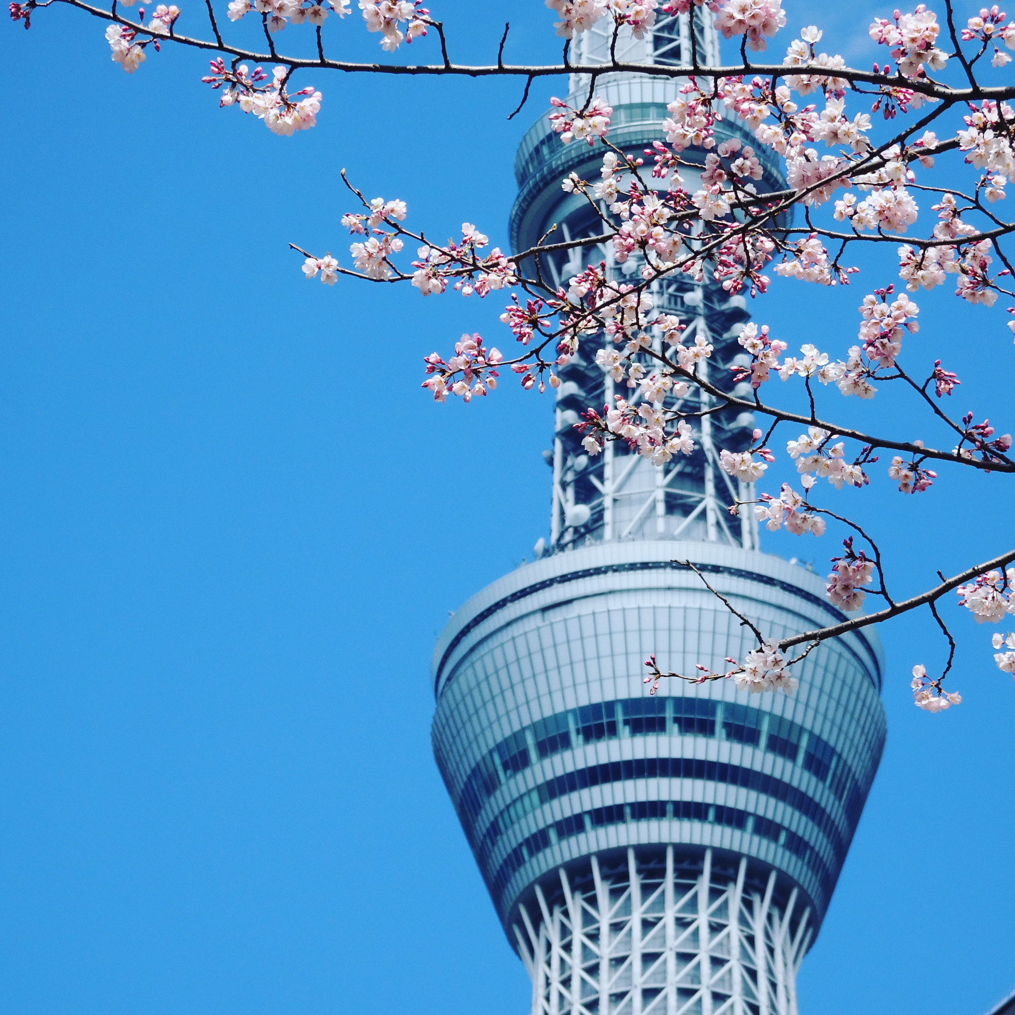 Sony Cyber-shot DSC-WX500 + Sony 24-720mm F3.5-6.4 sample photo. Cherry blossoms photography