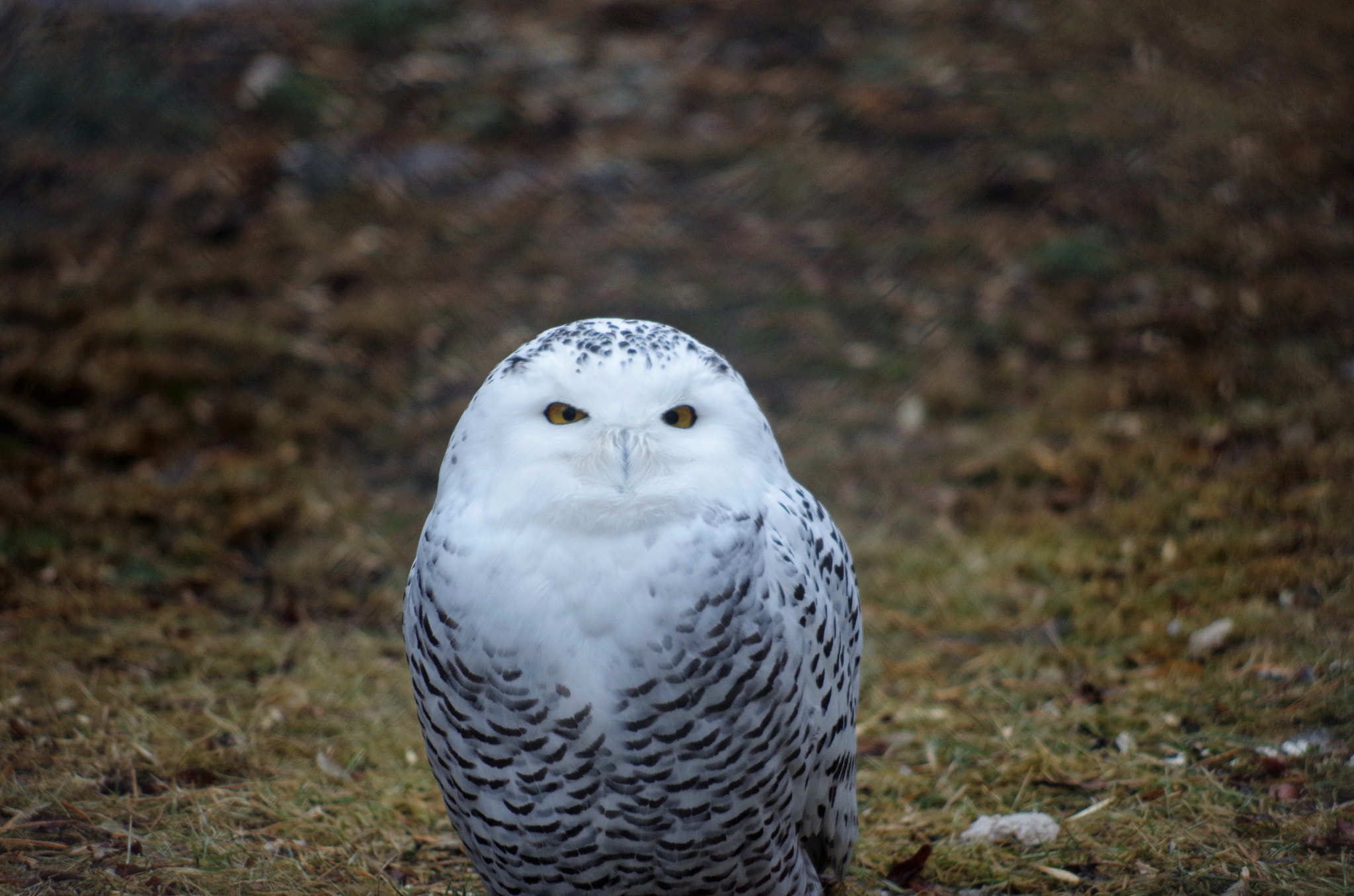 smc PENTAX-DA L 55-300mm F4-5.8 ED sample photo. Zoo photography