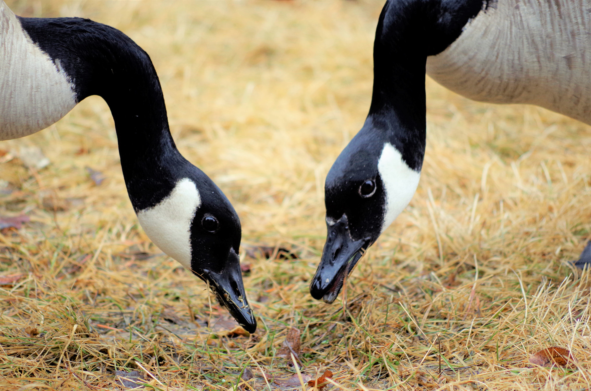 smc PENTAX-DA L 55-300mm F4-5.8 ED sample photo. Geese photography