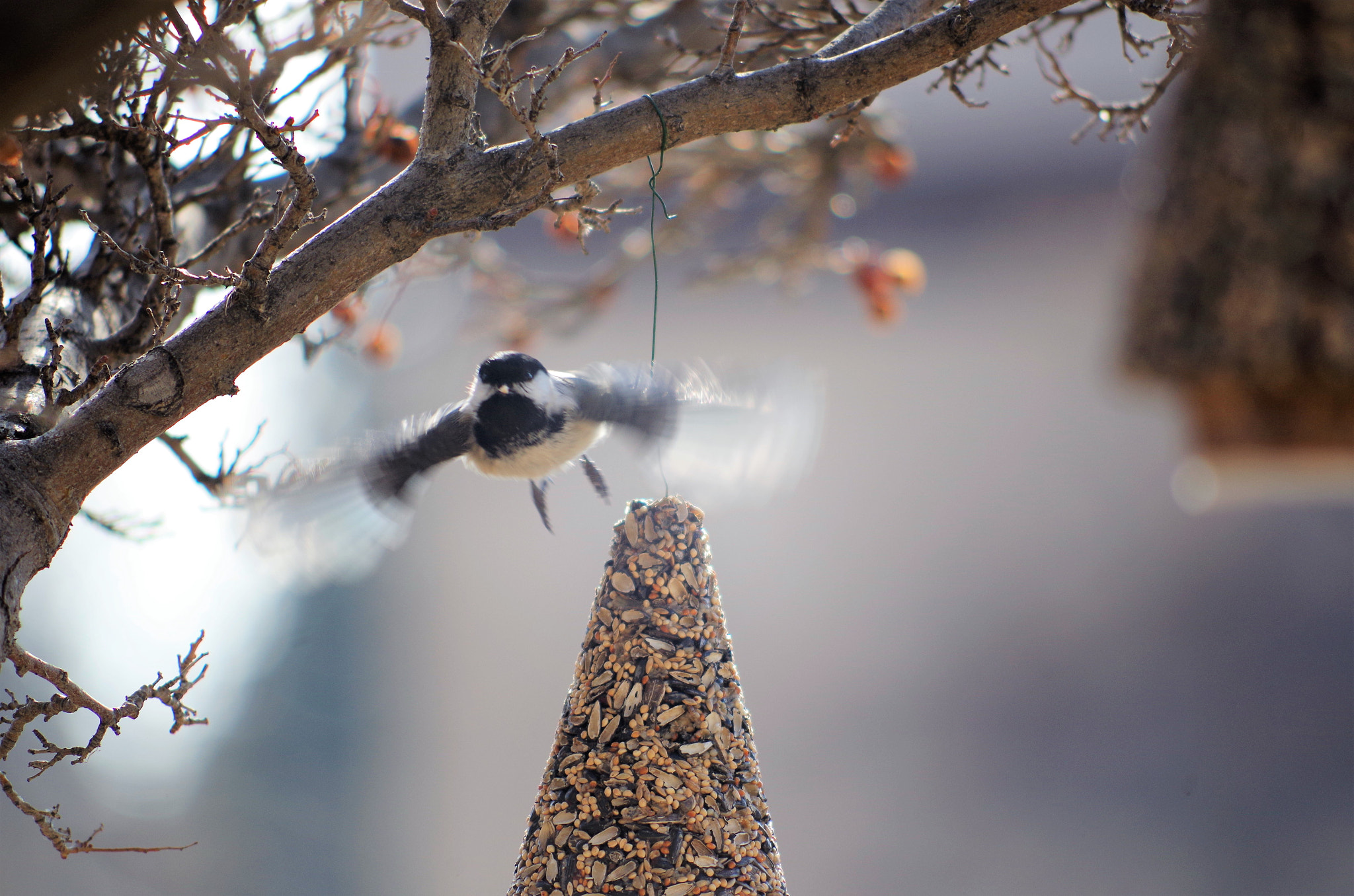 smc PENTAX-DA L 55-300mm F4-5.8 ED sample photo. Motion photography