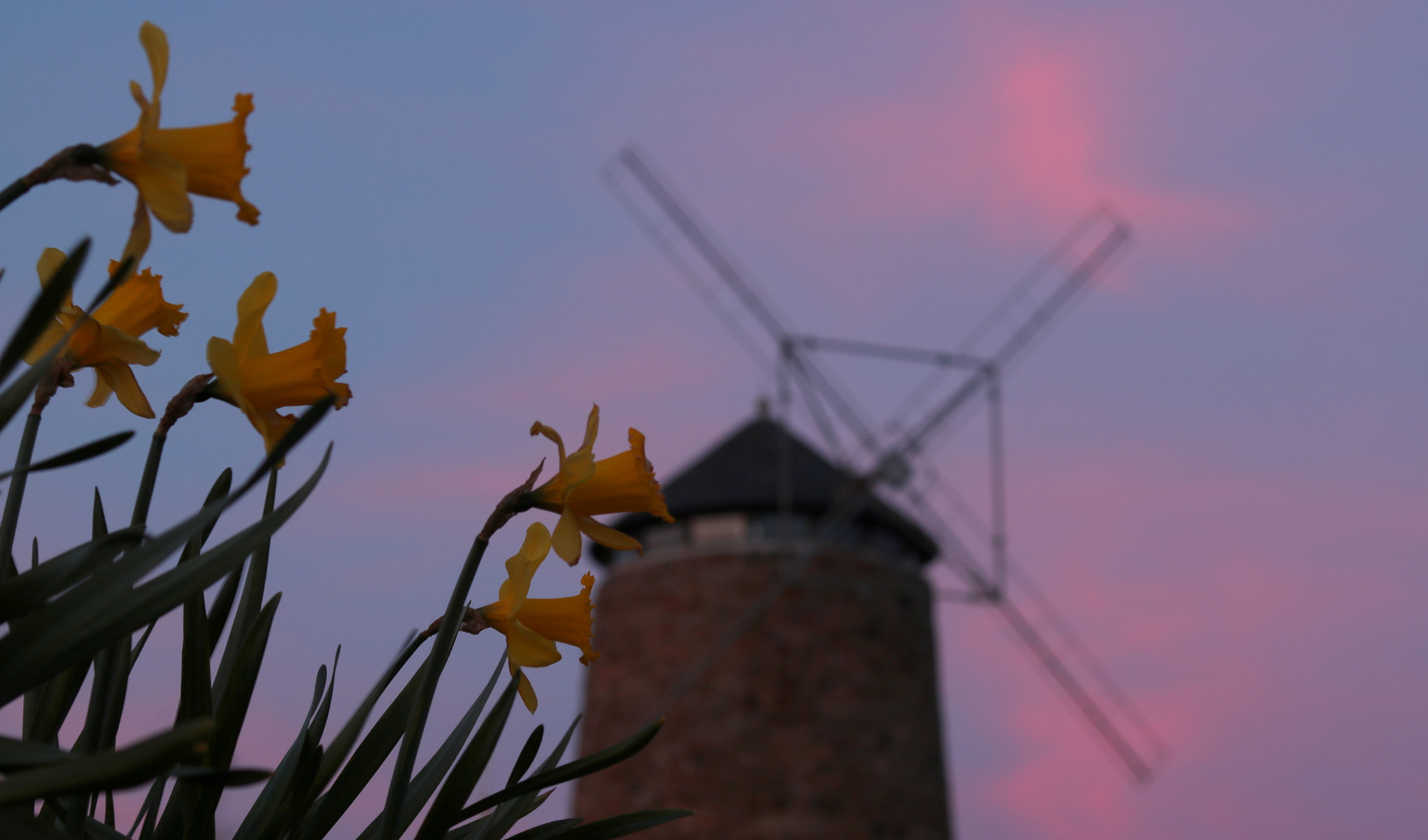 Canon EOS 760D (EOS Rebel T6s / EOS 8000D) + Canon EF 50mm F1.8 STM sample photo. Windmill photography