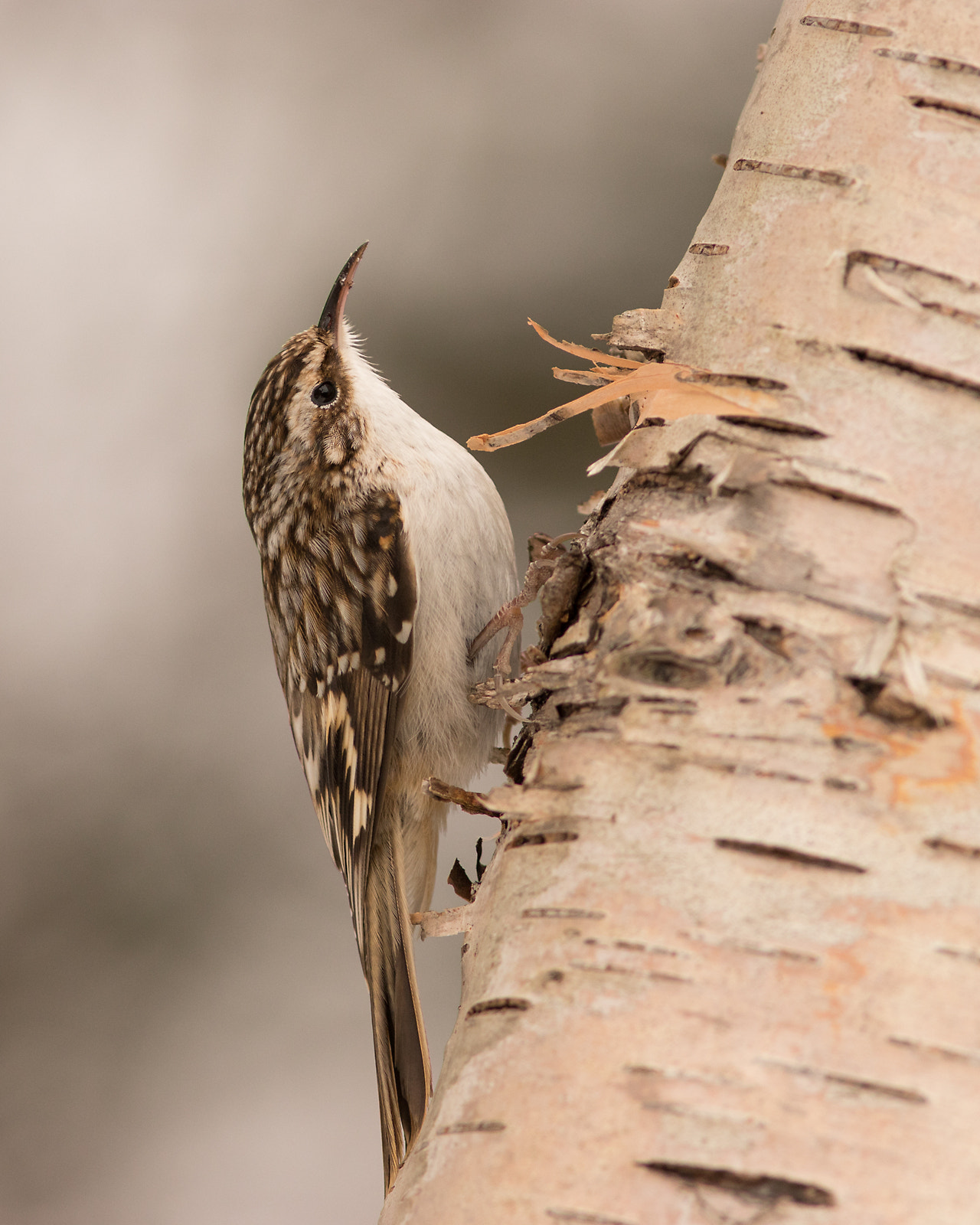 Canon EOS 80D + Canon EF 300mm F4L IS USM sample photo. Brown creeper photography