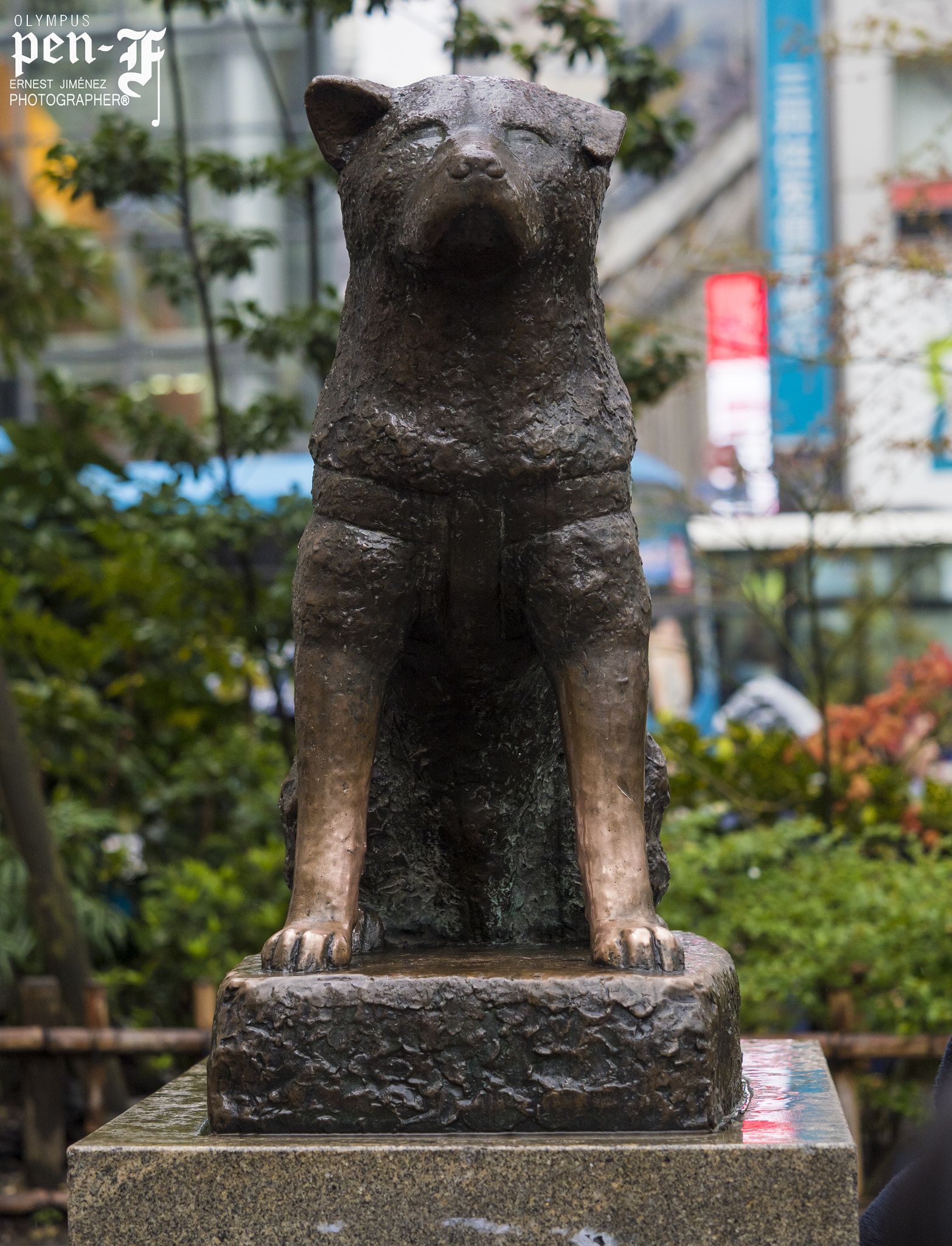 Olympus PEN-F + Olympus M.Zuiko Digital ED 40-150mm F2.8 Pro sample photo. One of my personal heroes " hachiko " - shibuya - japan !!! photography