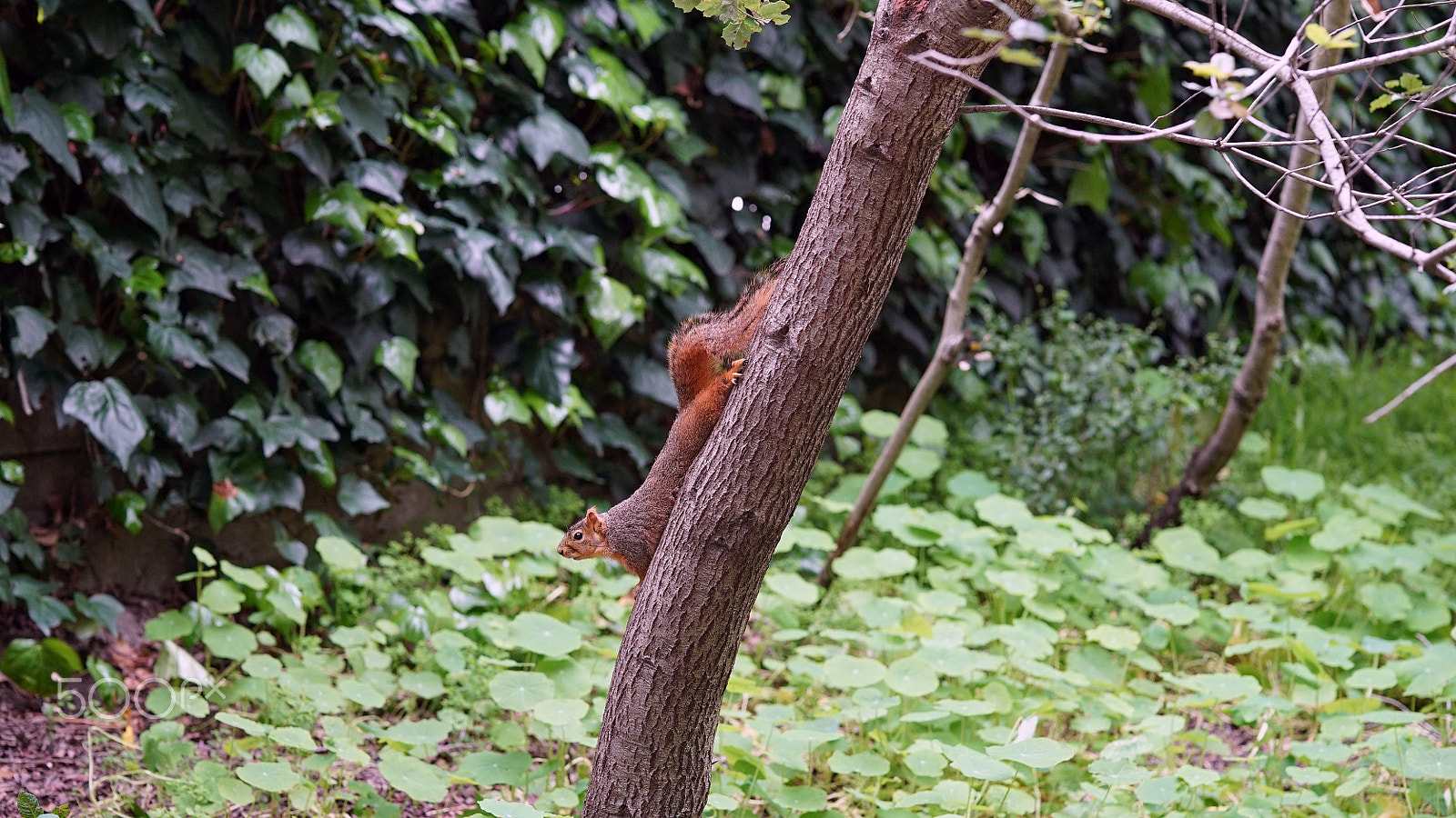 Sony FE 85mm F1.4 GM sample photo. No can do photography