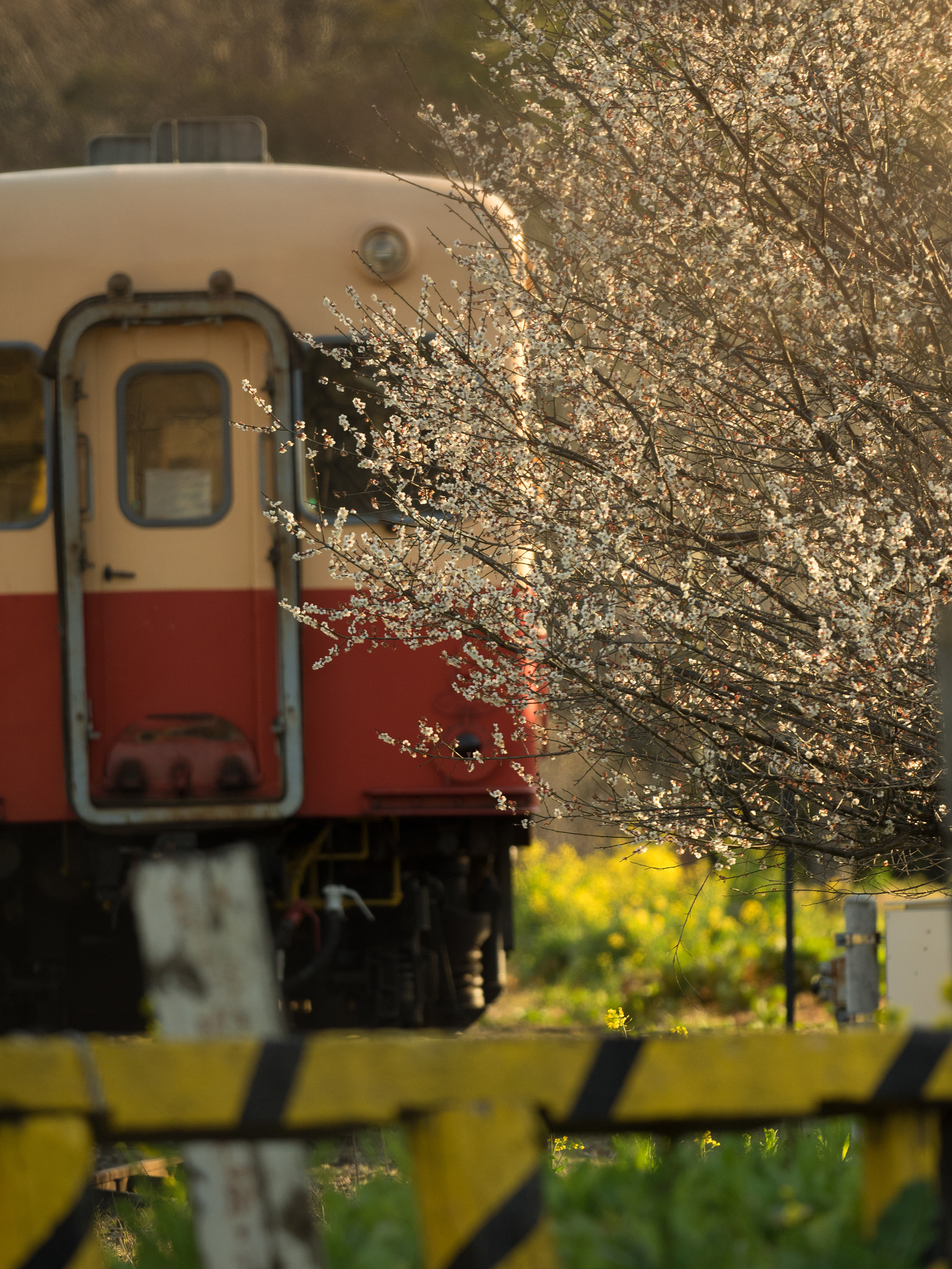 Olympus OM-D E-M1 + OLYMPUS M.300mm F4.0 sample photo. Ume of railside photography