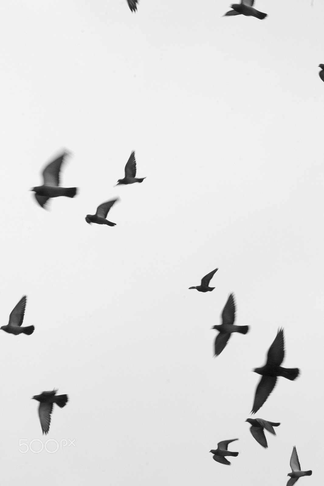 Sigma 150-500mm F5-6.3 DG OS HSM sample photo. Oiseaux dans le ciel de paris photography