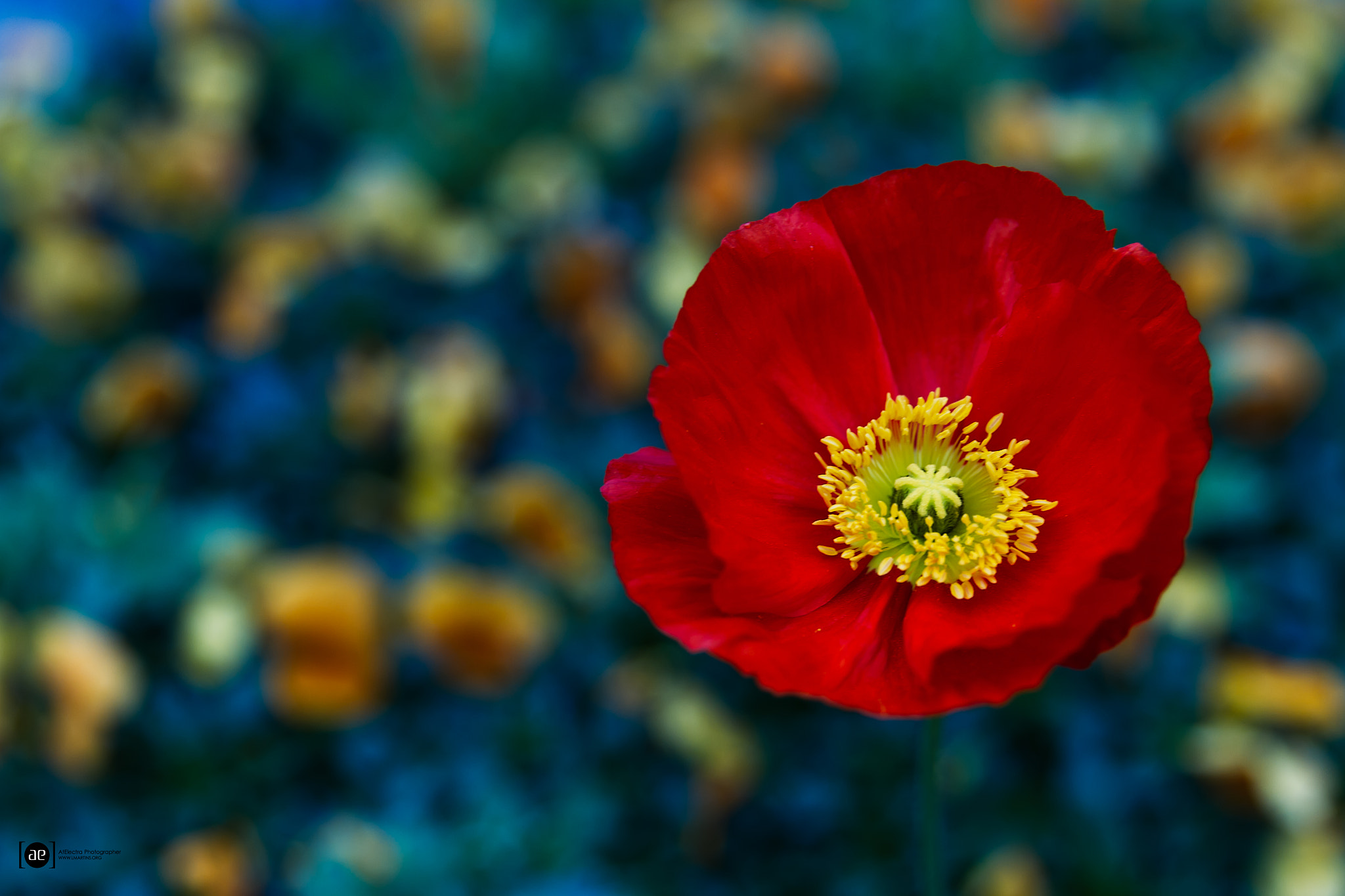 Canon EOS 7D + Canon EF 24-70mm F2.8L II USM sample photo. Red poppy photography