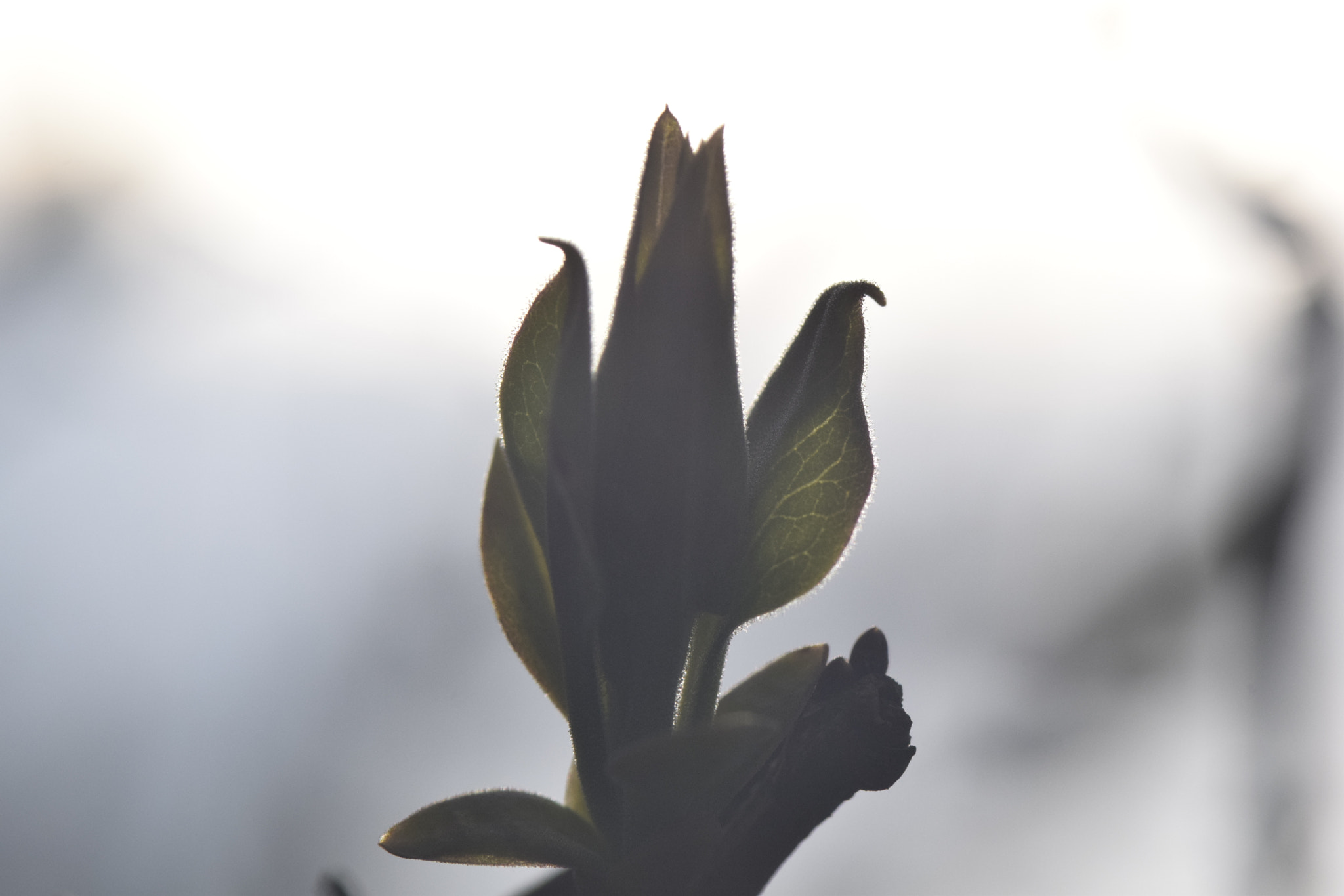 Nikon AF-S Micro-Nikkor 105mm F2.8G IF-ED VR sample photo. Growth photography