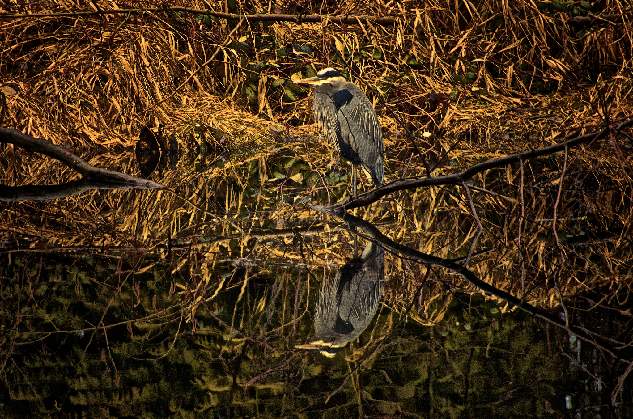 Pentax K-5 + Pentax smc DA 55-300mm F4.0-5.8 ED sample photo. Morning at the water's edge photography