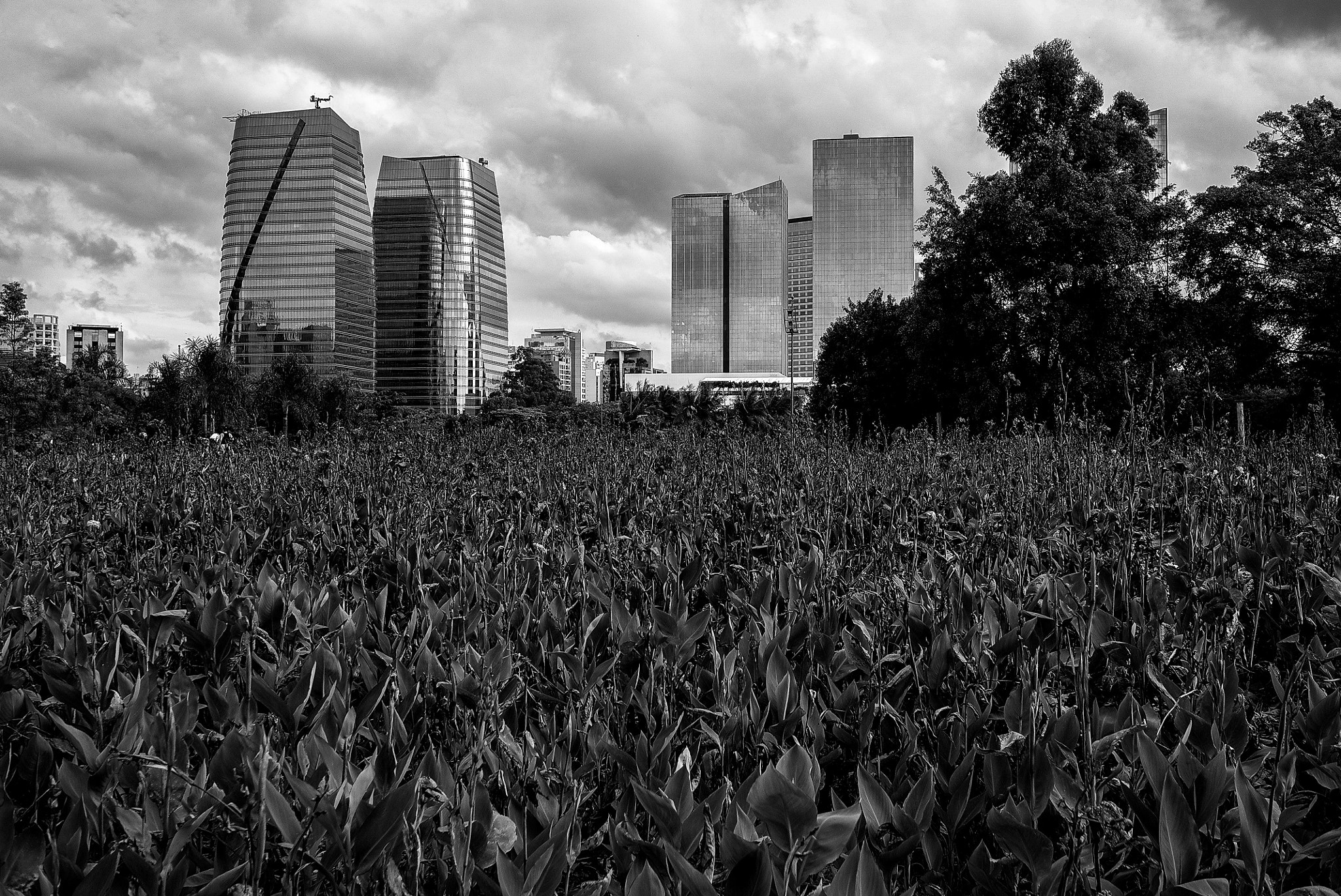 Leica X1 sample photo. São paulo skyline photography