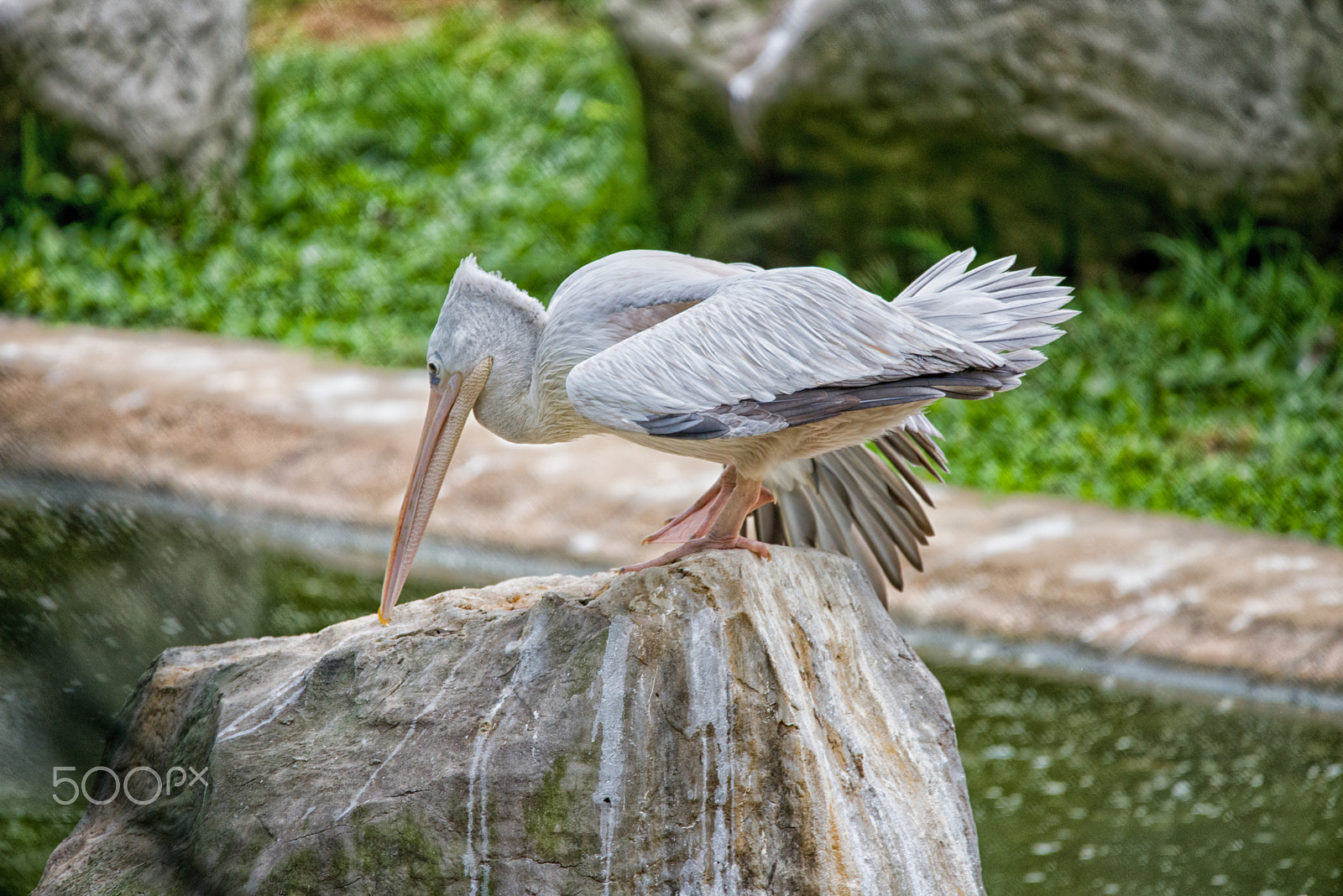 Sigma 150-600mm F5-6.3 DG OS HSM | C sample photo. Pelican photography