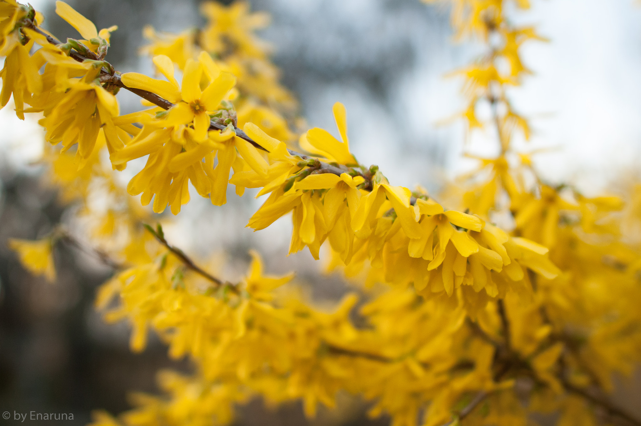 Nikon D300S + Nikon AF-S Nikkor 24mm F1.4G ED sample photo. Forsythia photography